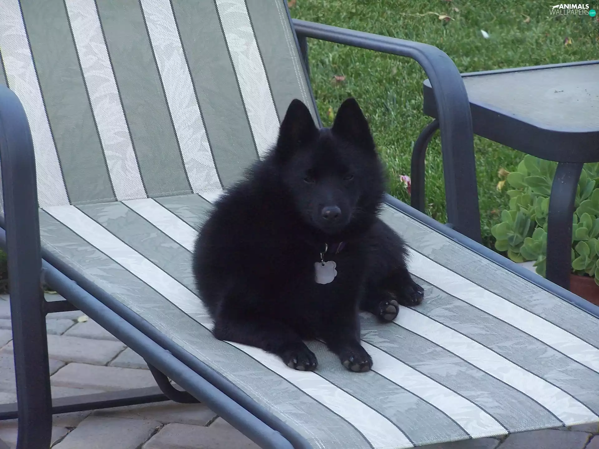 Schipperke, hammock chair