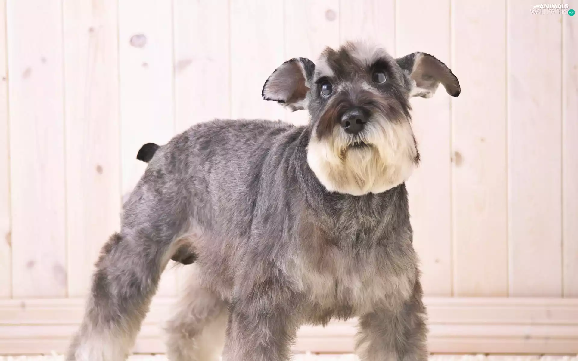 Schnauzer, average