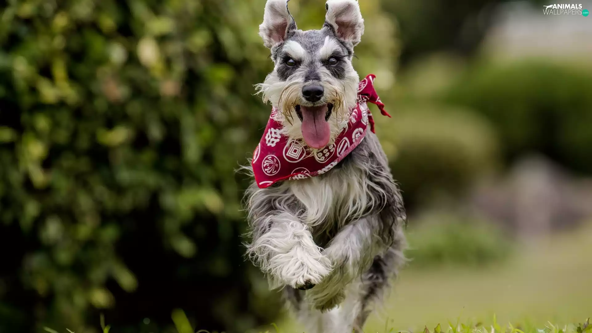dog, apatite, gear, Schnauzer