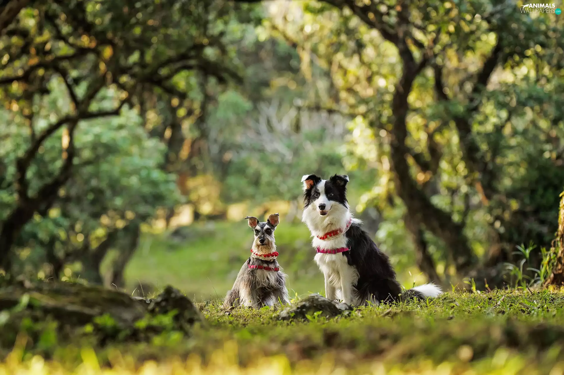 fuzzy, background, miniature Schnauzer, Border Collie, Meadow