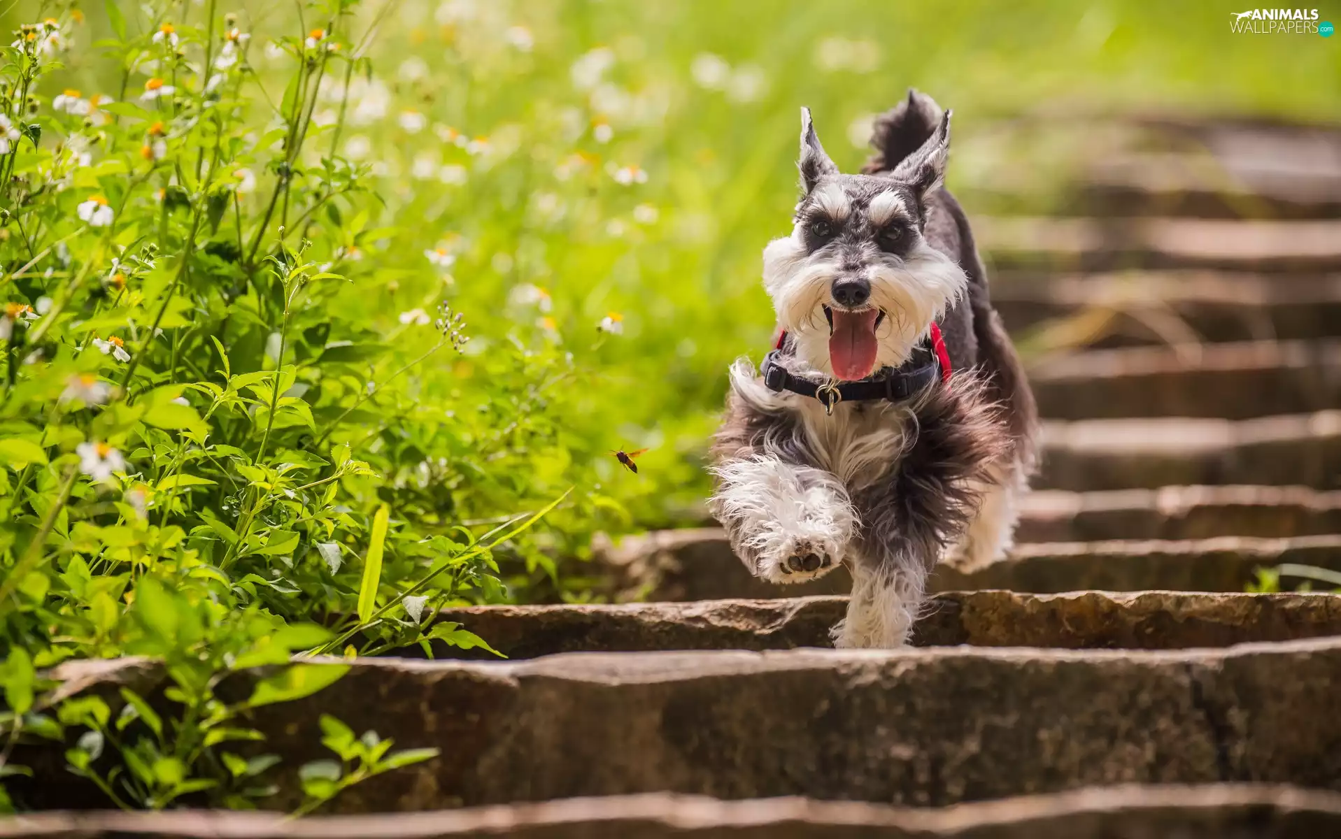 miniature Schnauzer, Stairs, Insect, gear