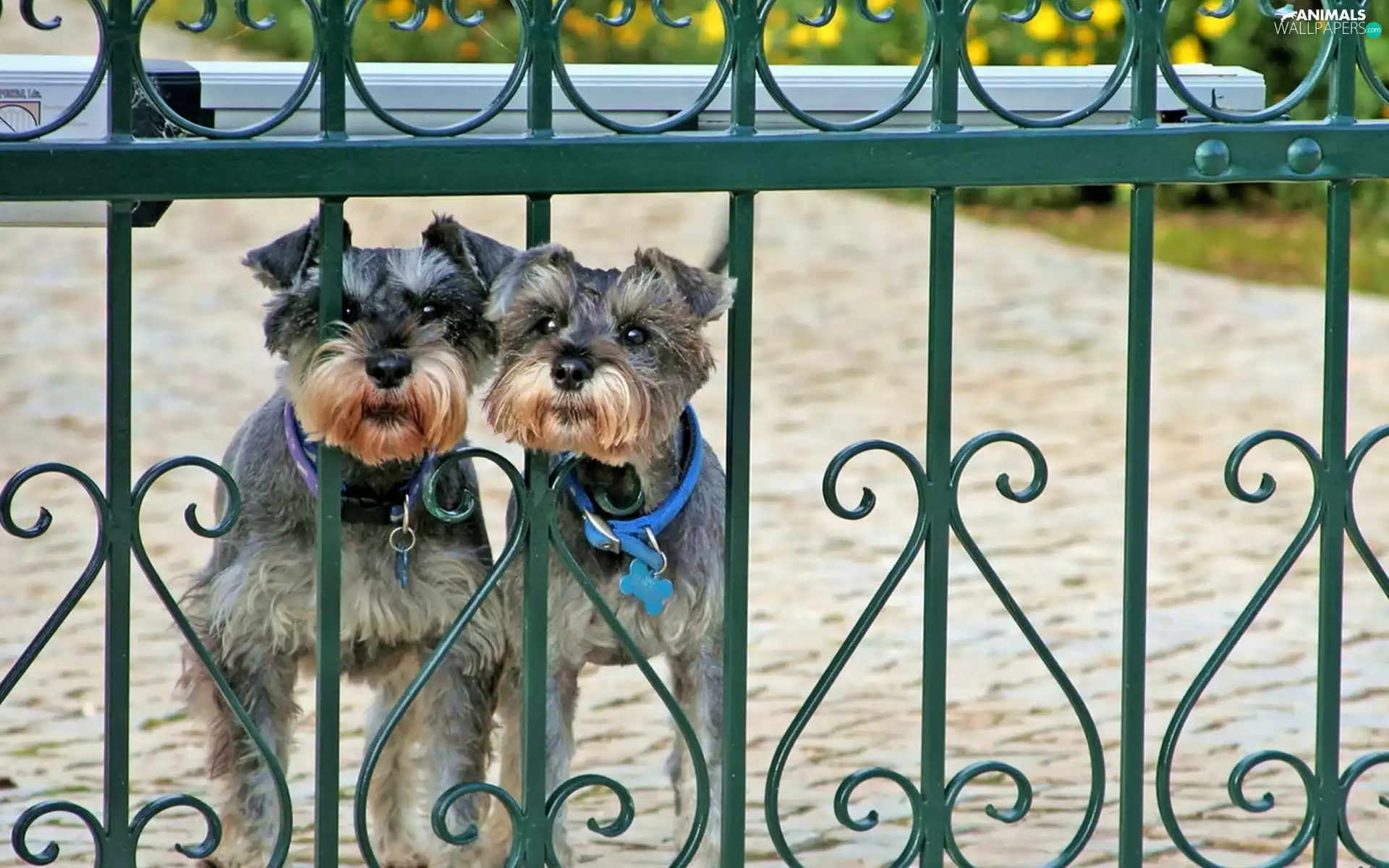 Thumbnail, fence, Dogs, Schnauzers, Two cars