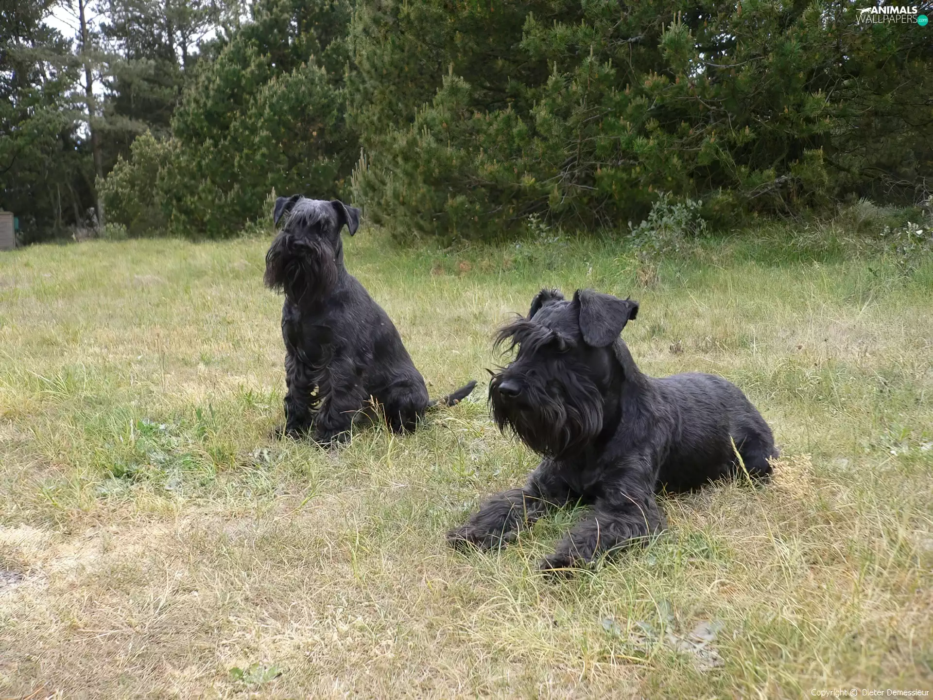 Two cars, miniature Schnauzers