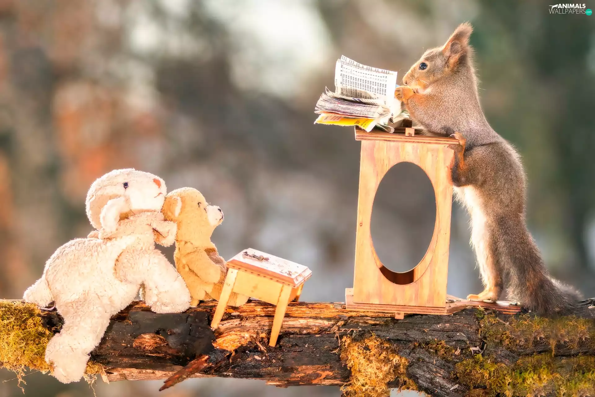 School, squirrel, plushies