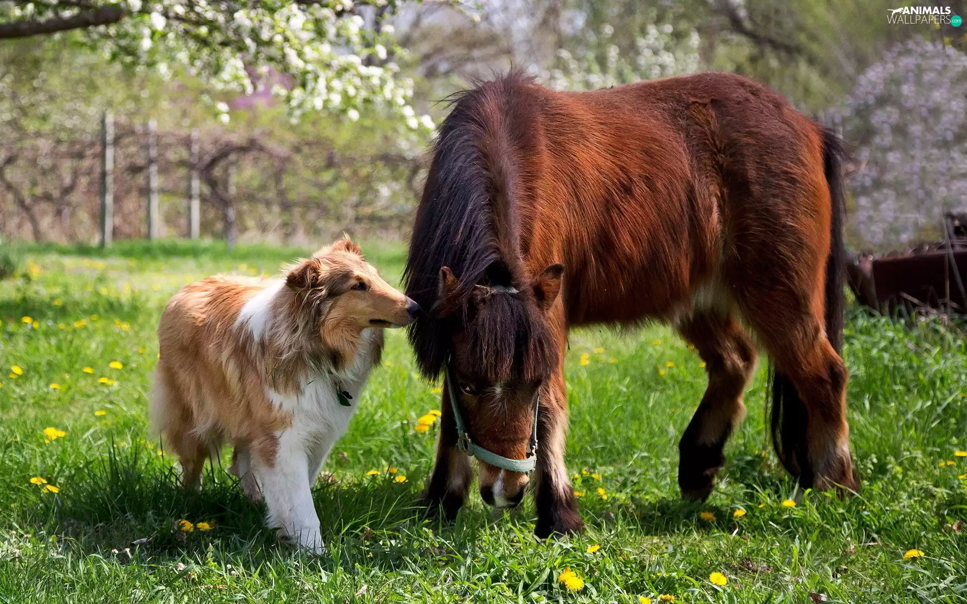 Horse, sheep-dog, Scotch