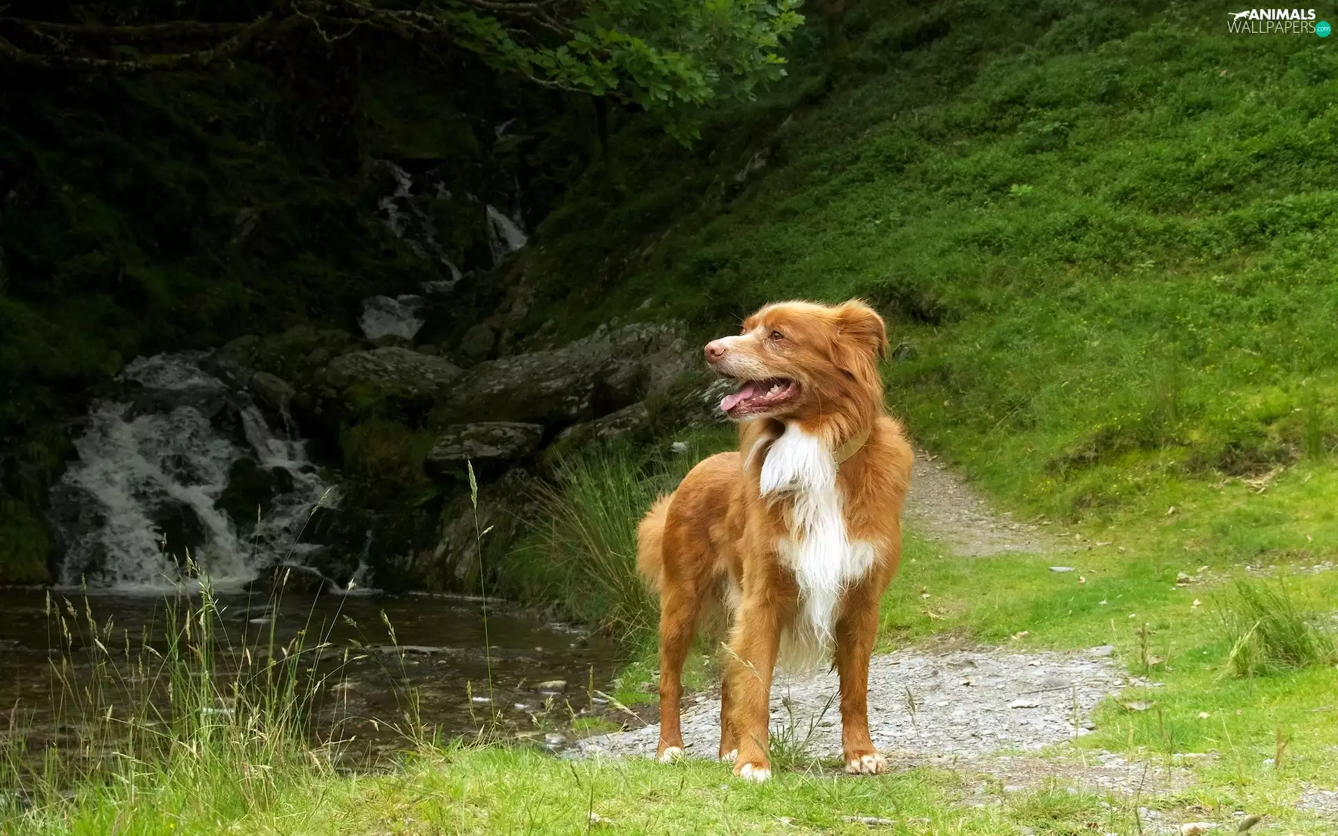 dog, Retriever Nova Scotia