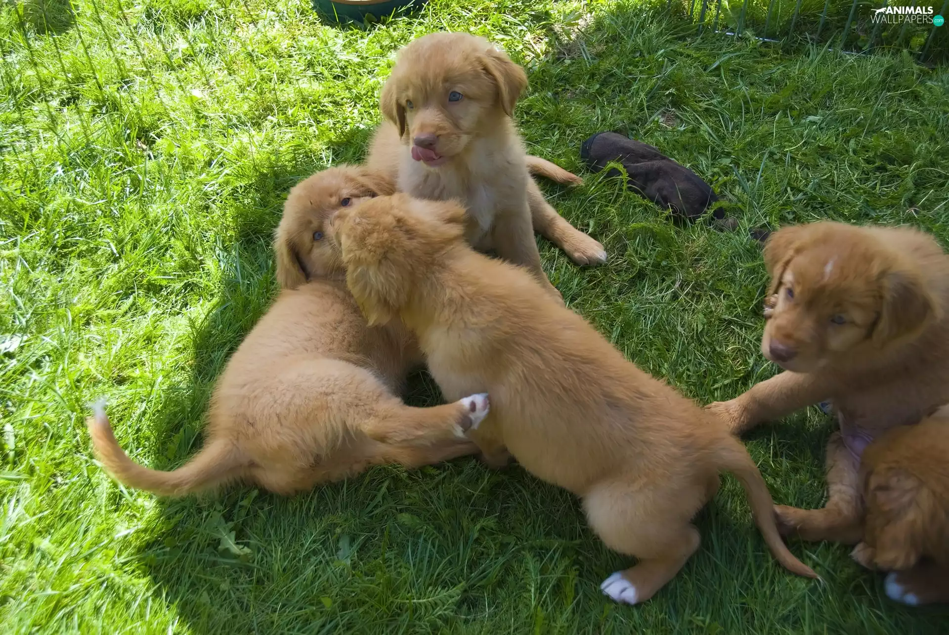Retrievers of Nova Scotia, sweet, puppies