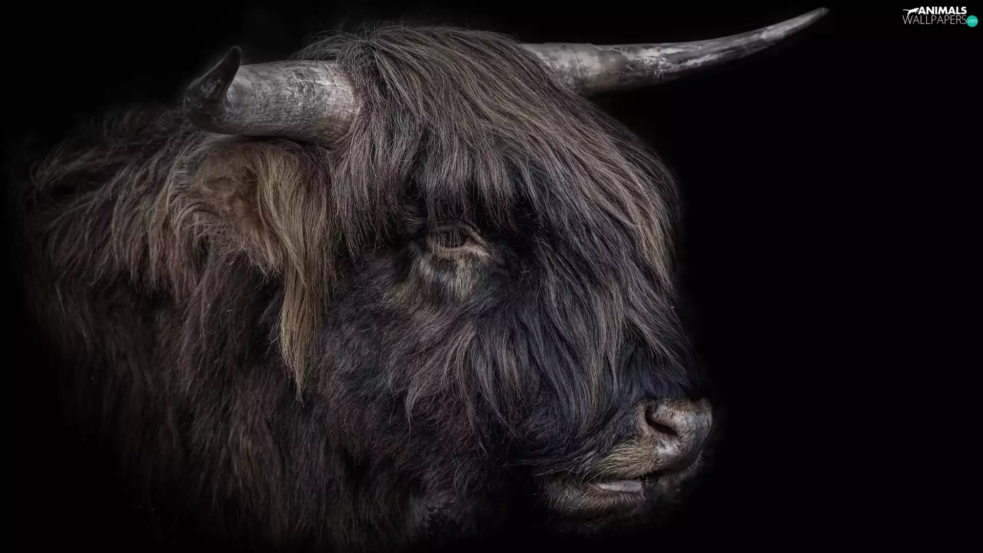 head, horns, Bull, Scottish Highlander Race, cattle