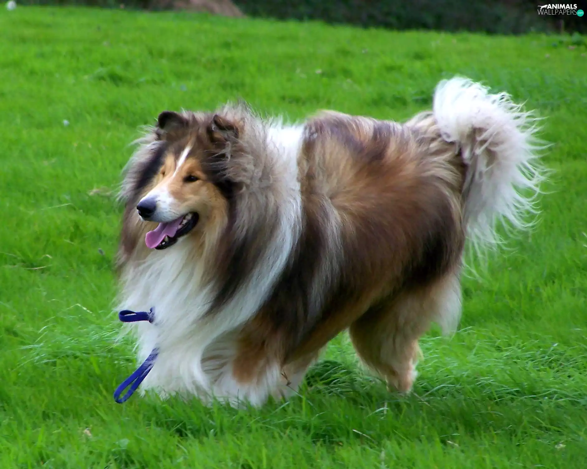 Scottish Shepherd Collie
