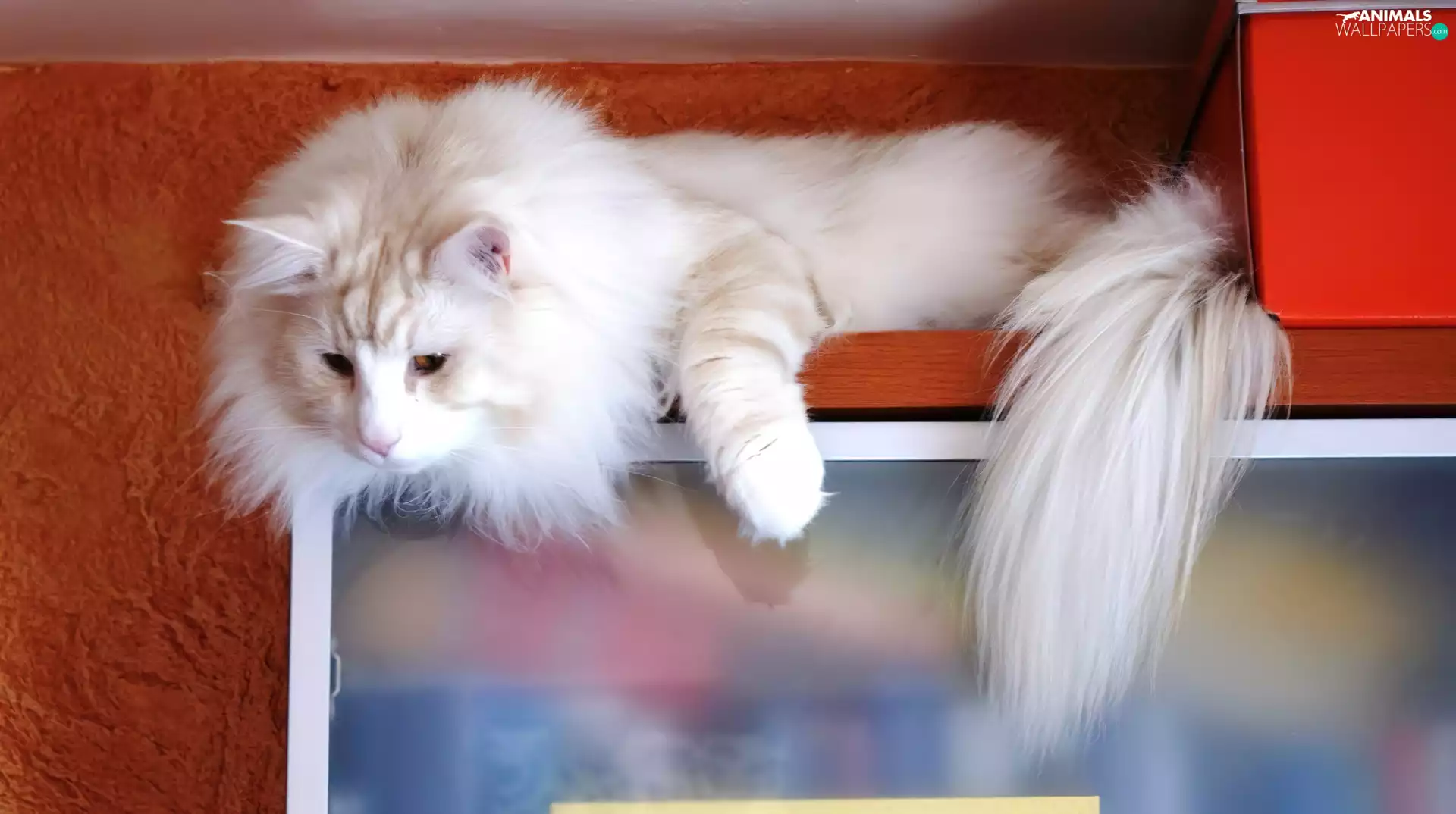 screen, White, kitten