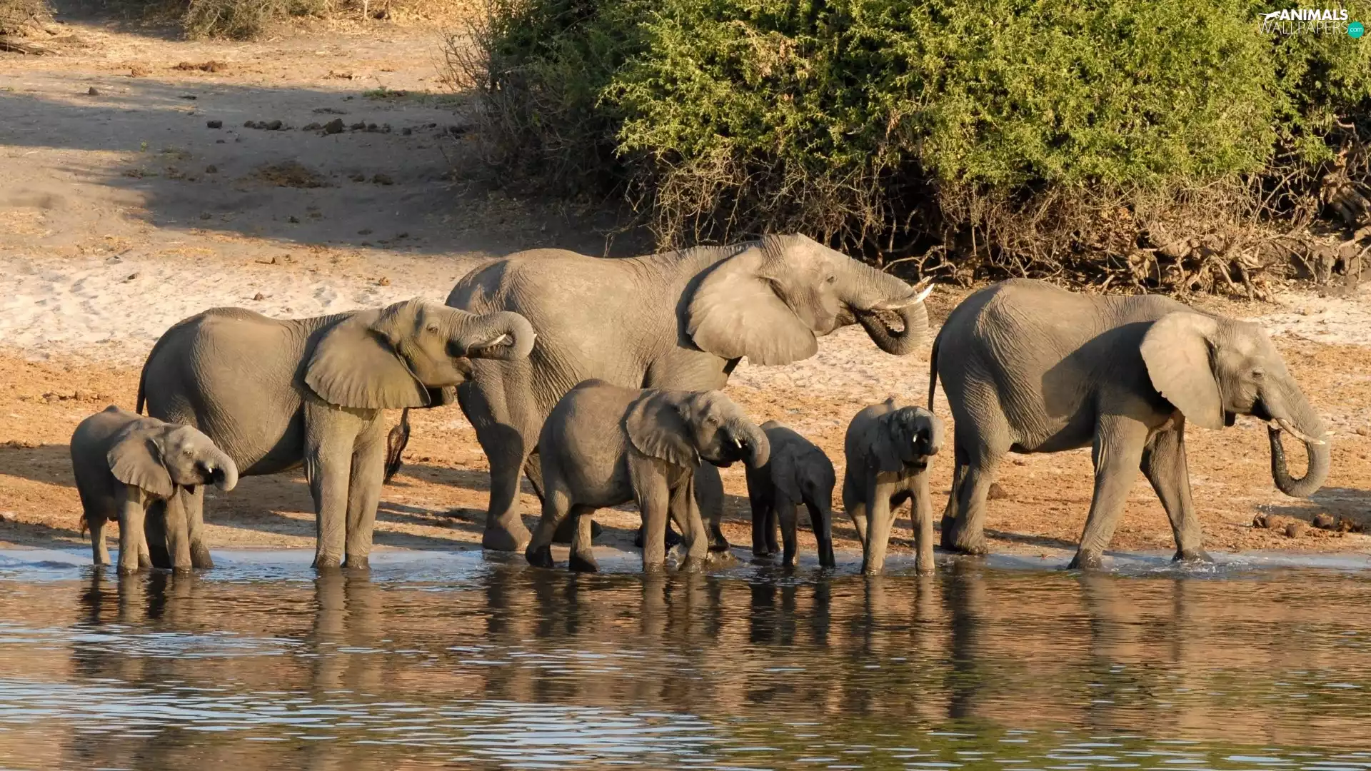 coast, scrub, elephants, River, herd