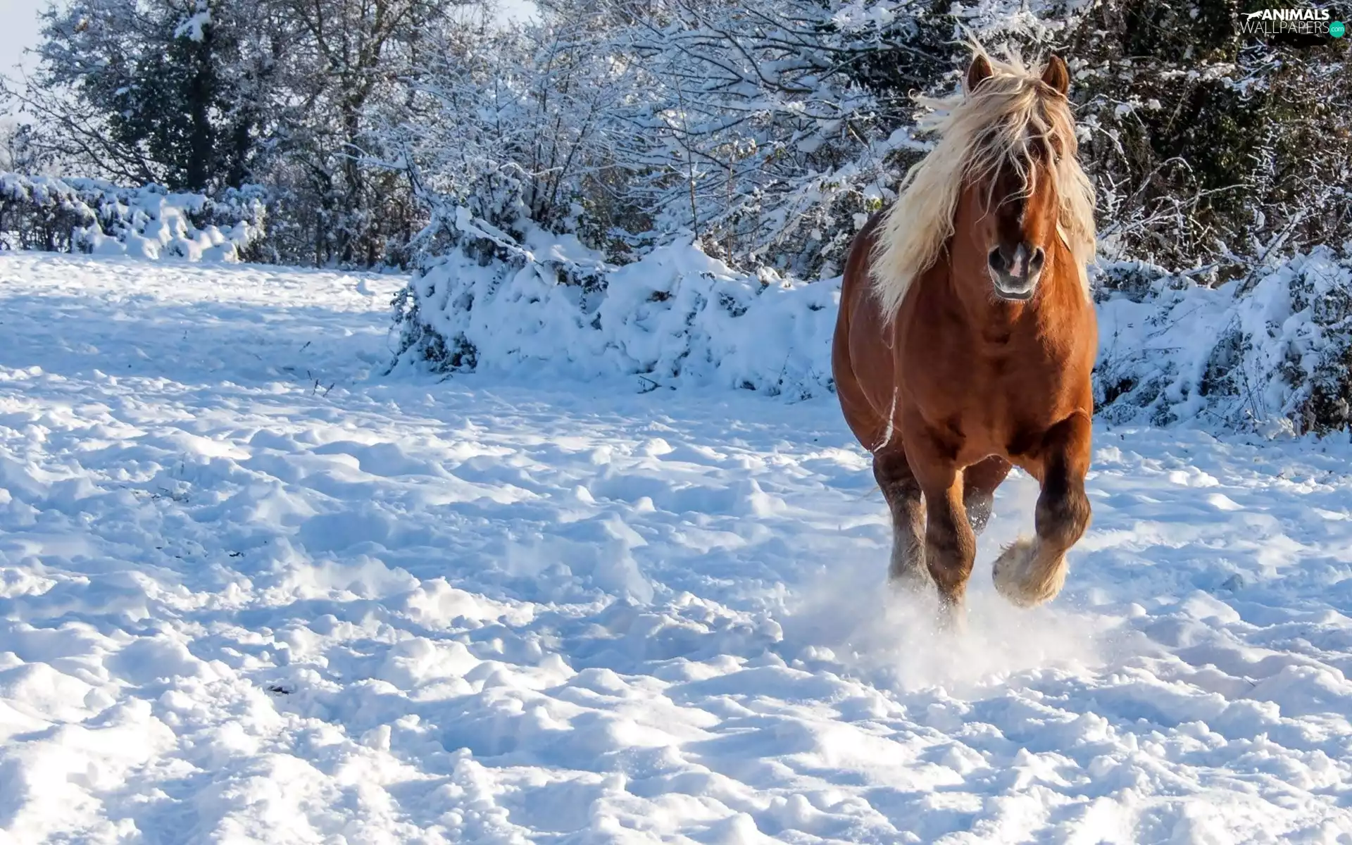 scrub, winter, Horse