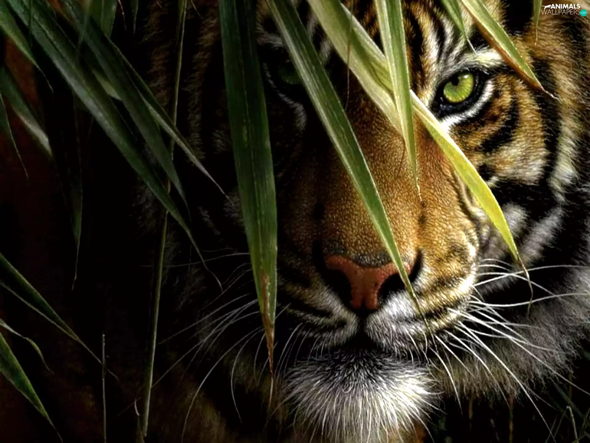 scrub, tiger, muzzle