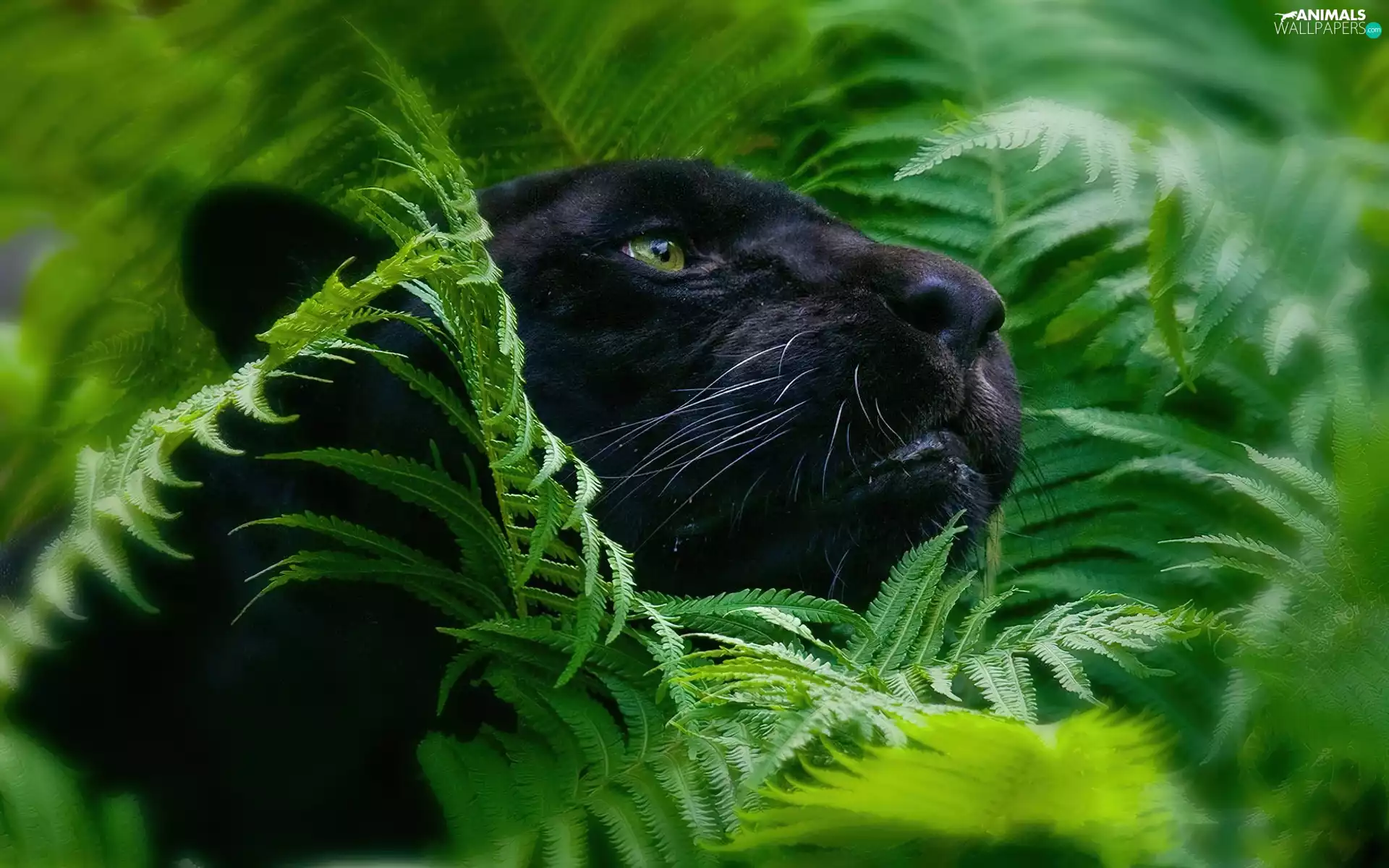 scrub, black, Panther