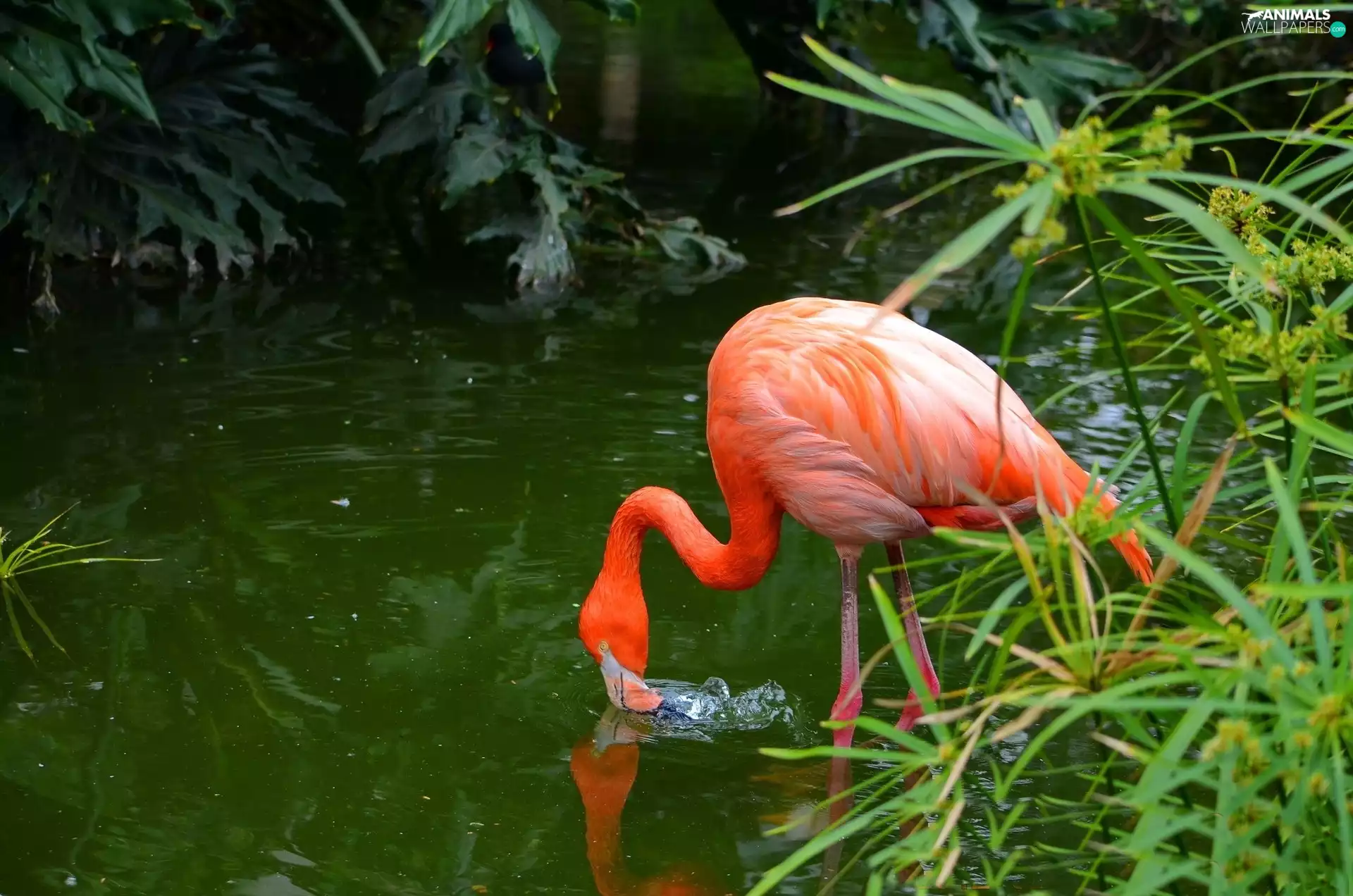 water, Pink, flamingo, scrub