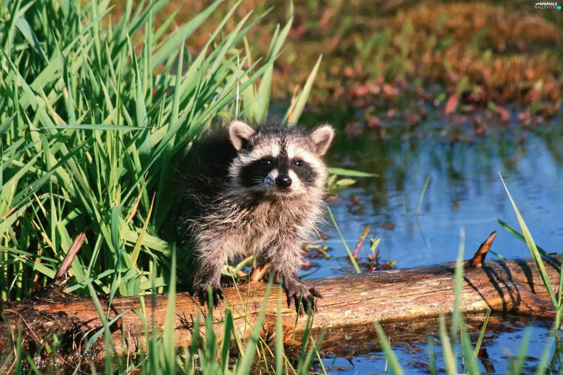 scrub, raccoon, water