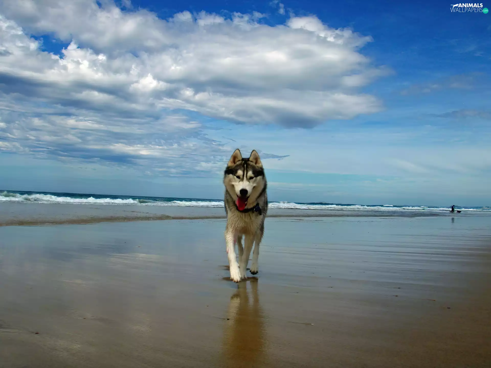 sea, dog, Beaches