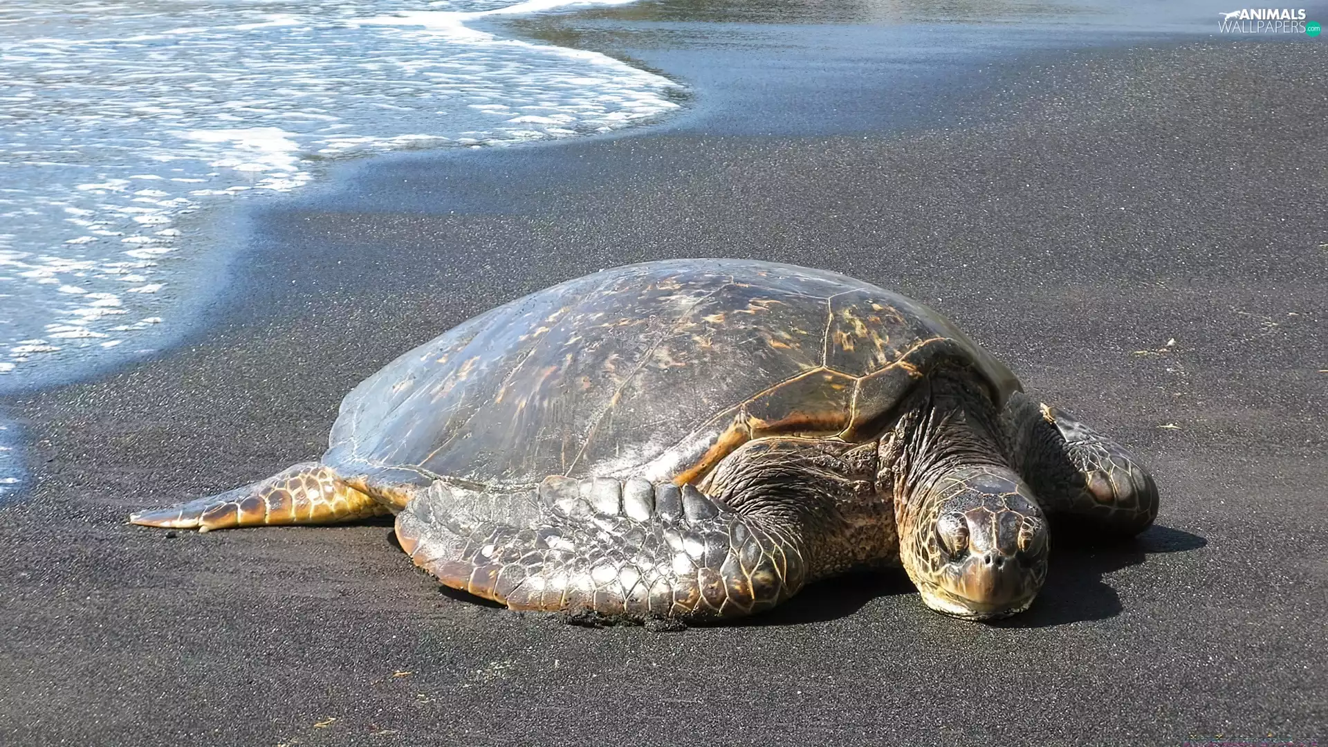 sea, turtle, Beaches