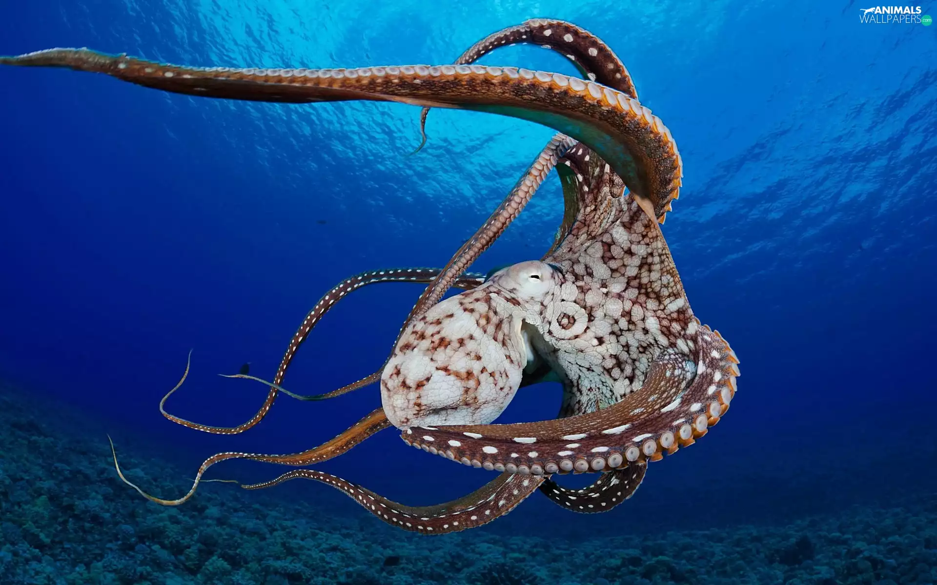 Sea, Octopus, bottom