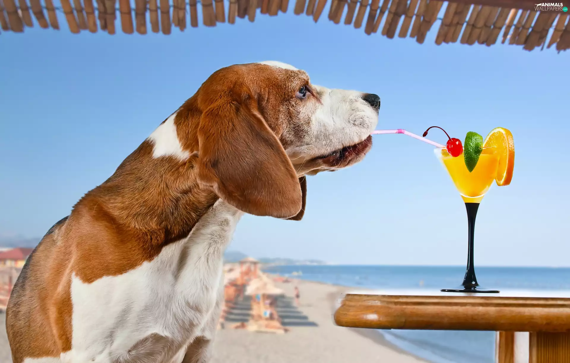 sea, dog, cocktail