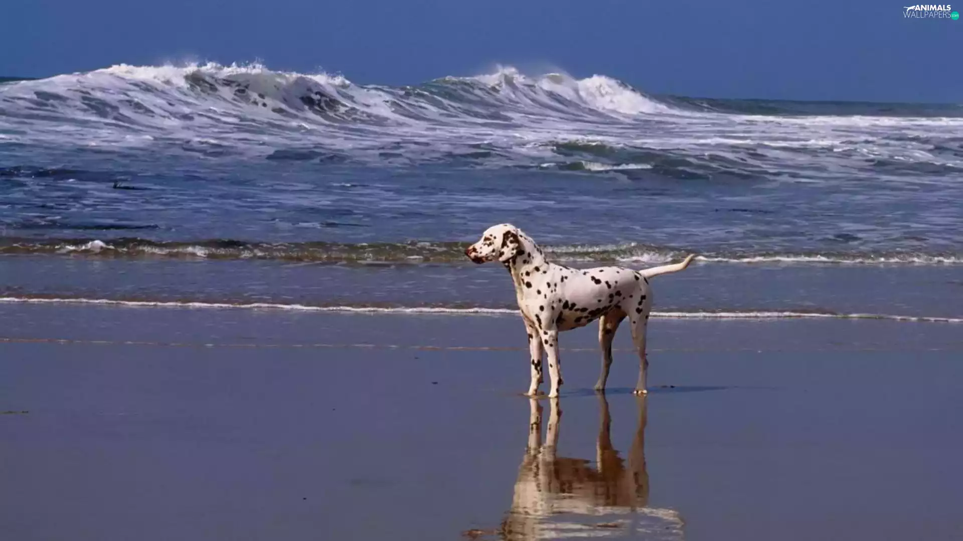 sea, dog, Dalmatian