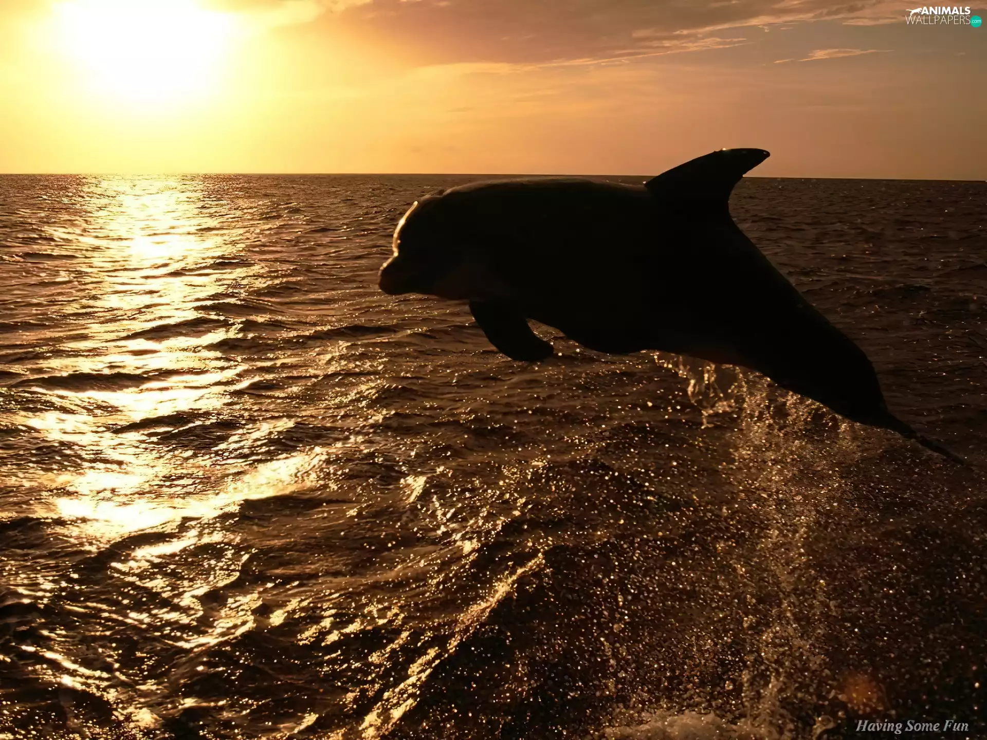 dolphin, Great Sunsets, sea