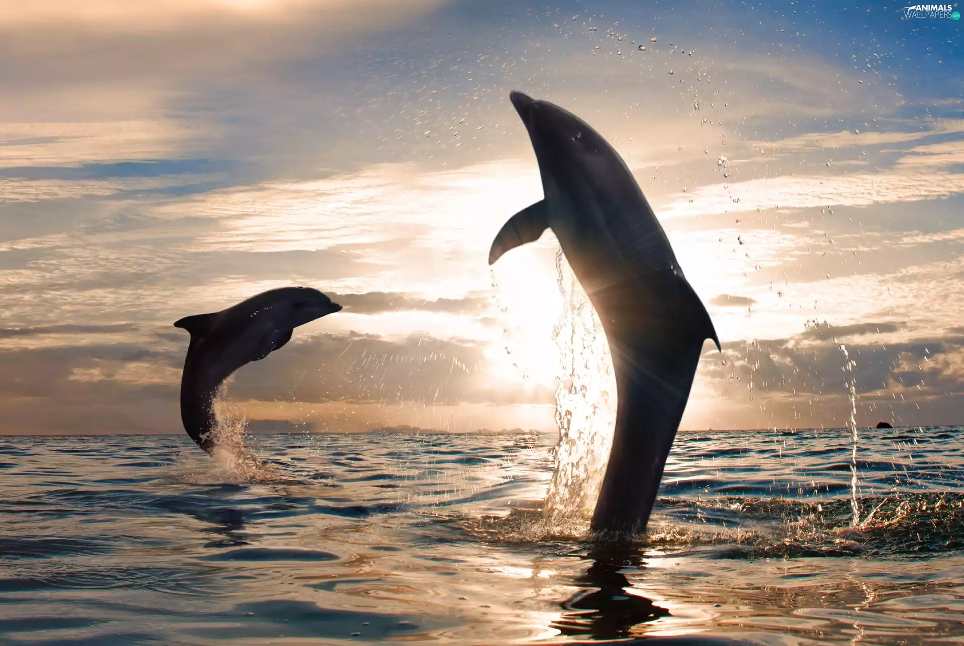 dolphins, west, sun, sea