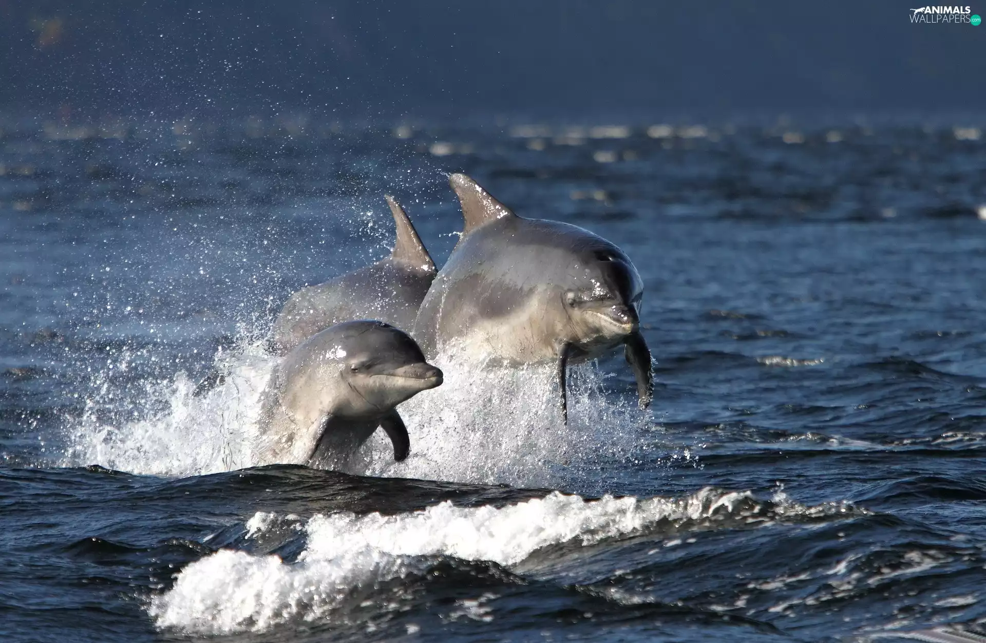 sea, Three, dolphins