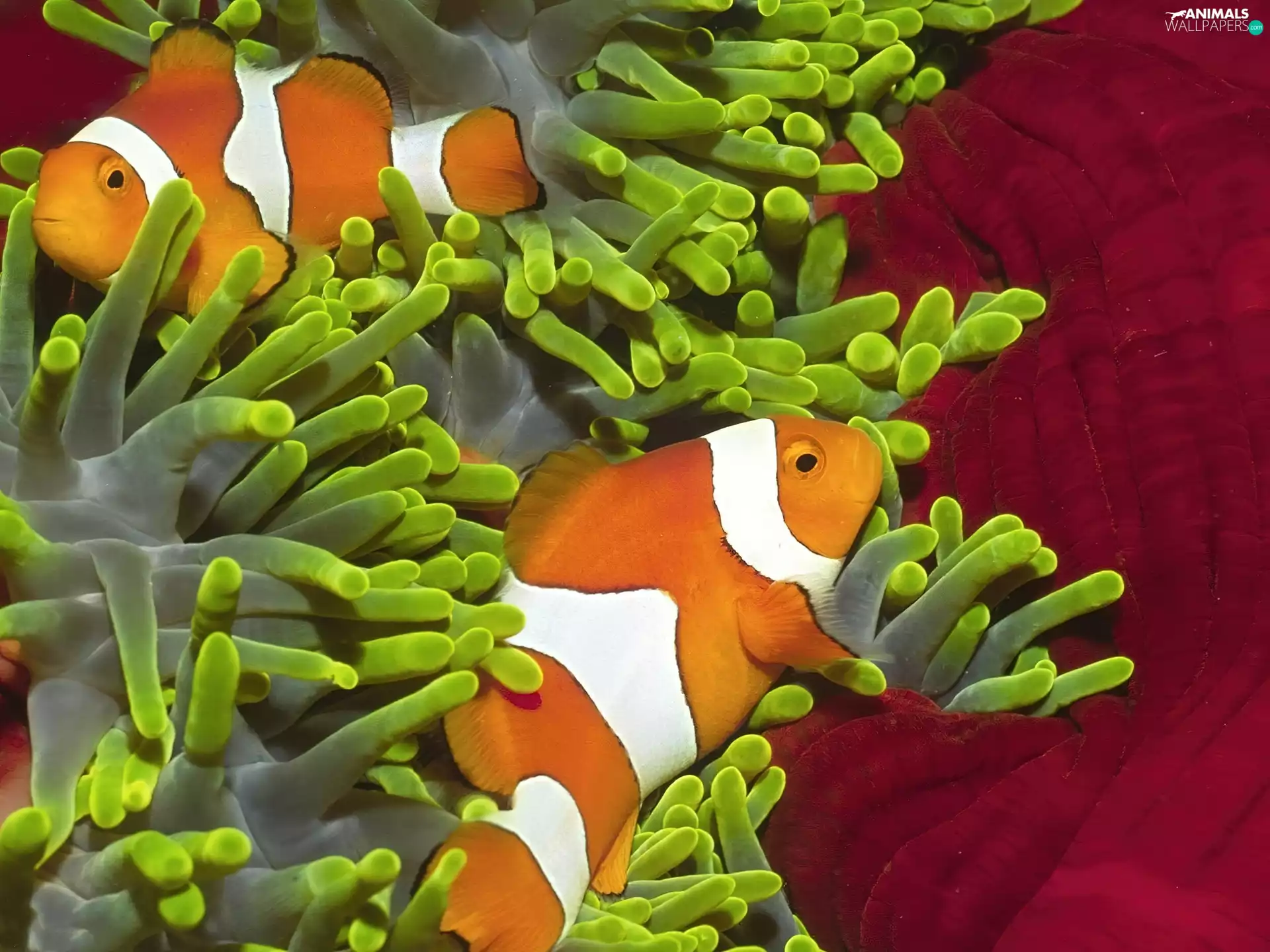 fishes, clownfish, reef, sea