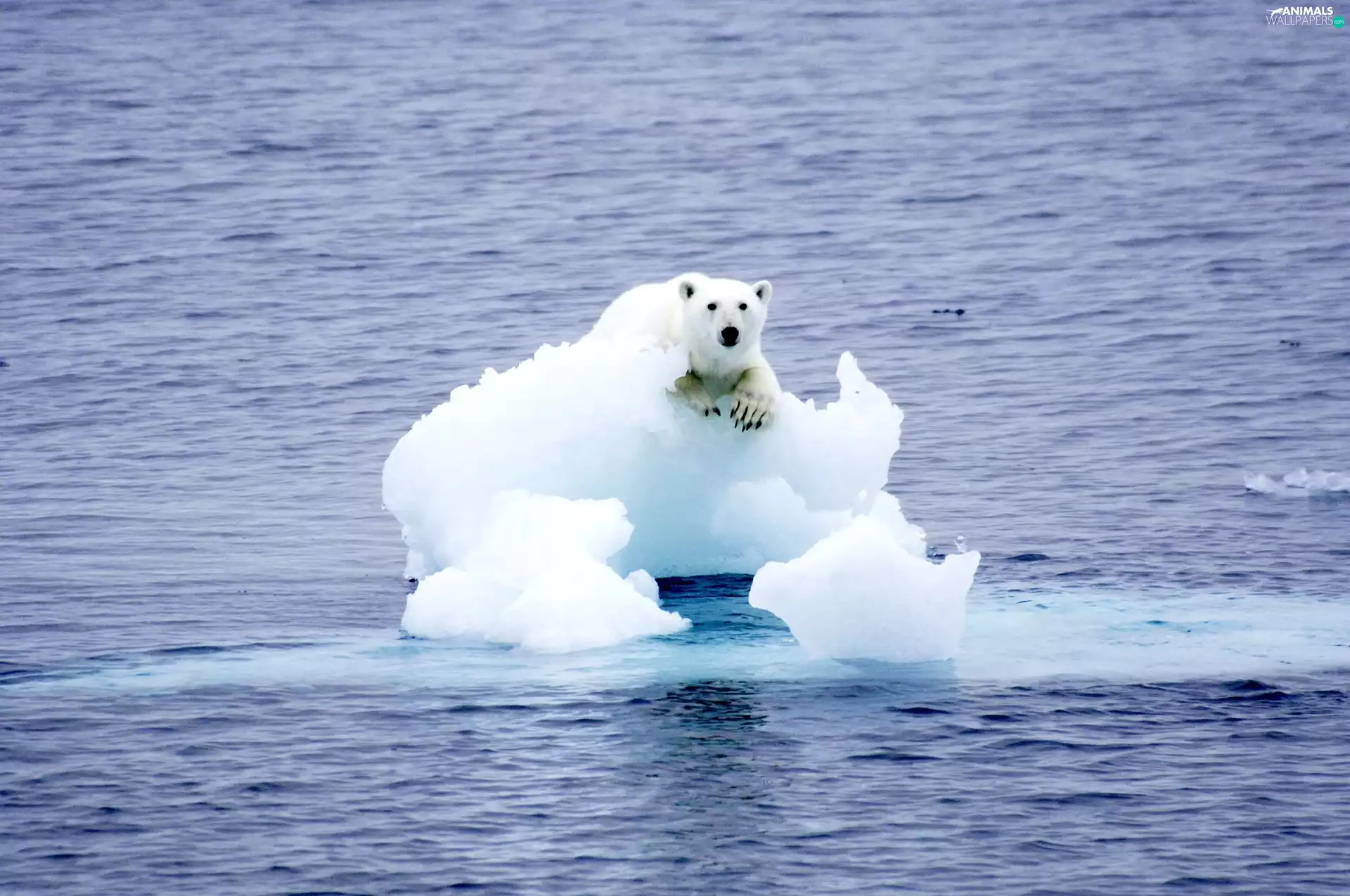 floe, Polar bear, sea