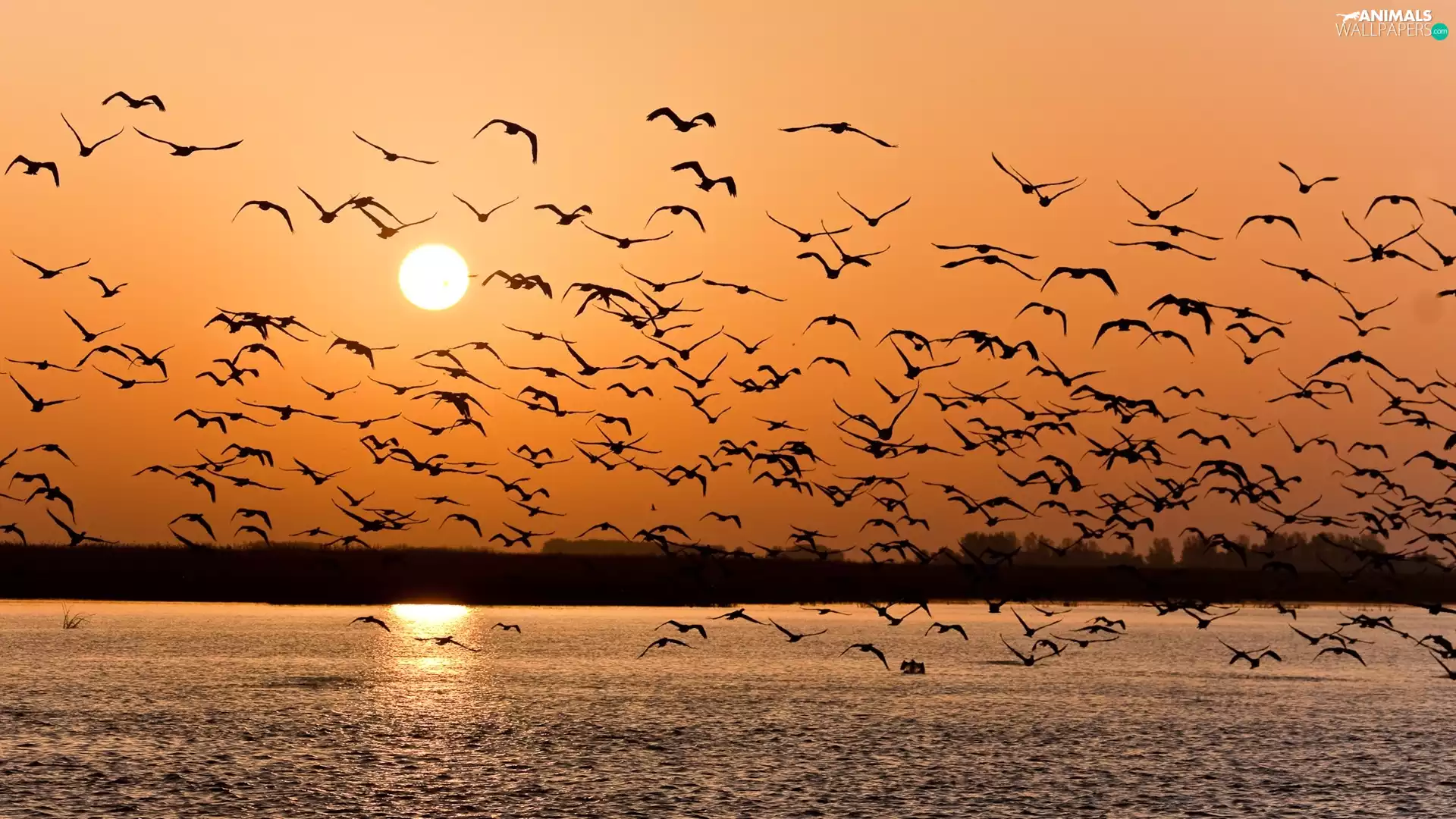 gulls, Great Sunsets, sea