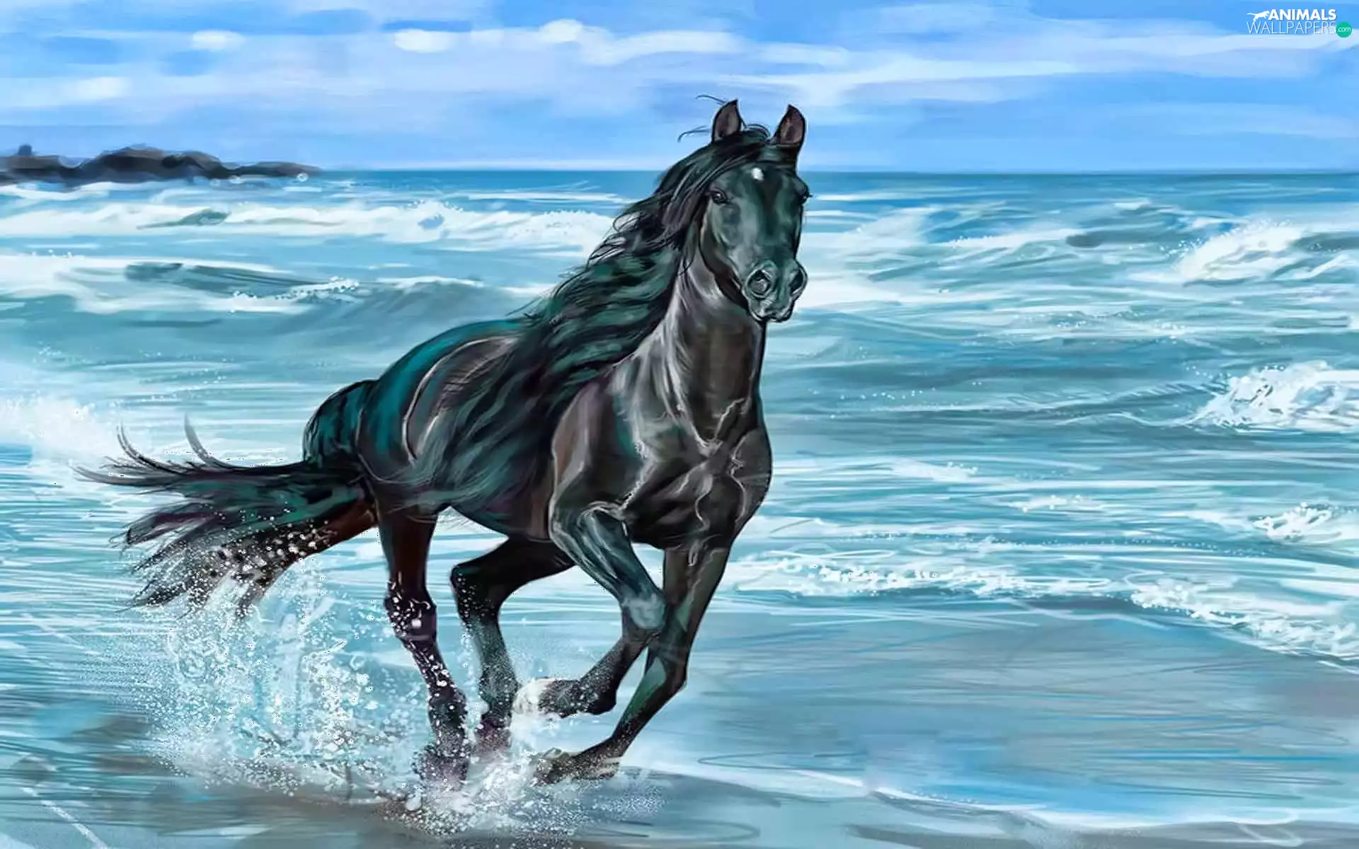 sea, Black, Horse