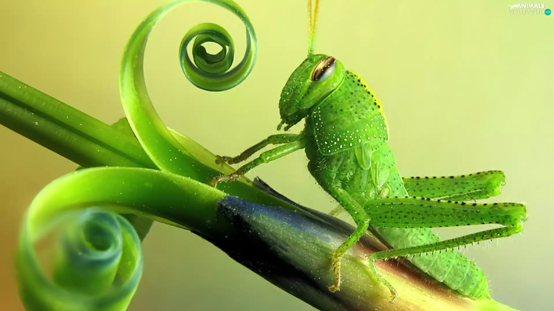twig, sea-horse, field, grass