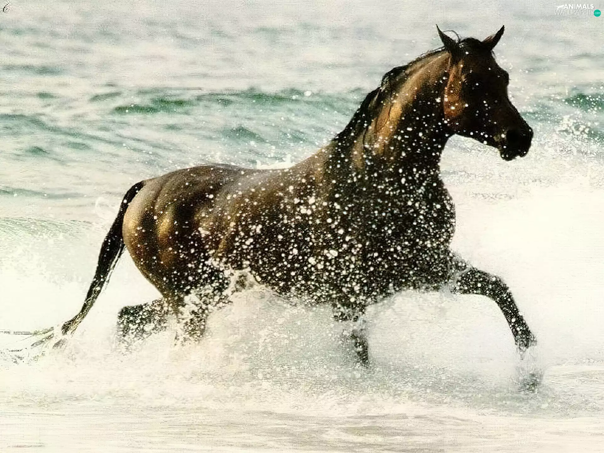 Horse, coast, water, sea