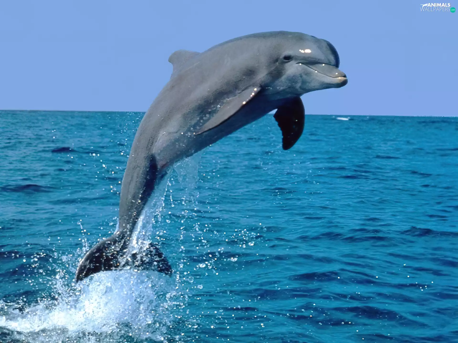 sea, dolphin, jump