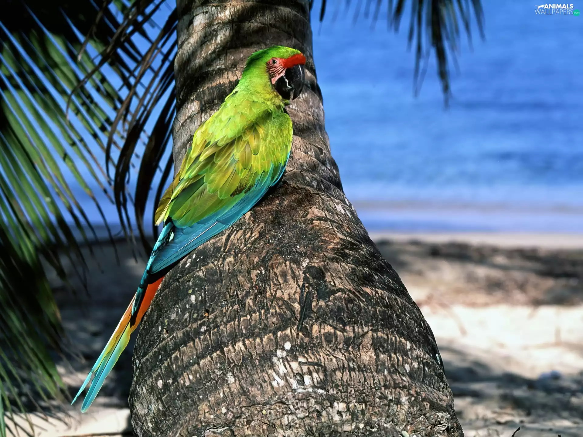 sea, Palm, parrot