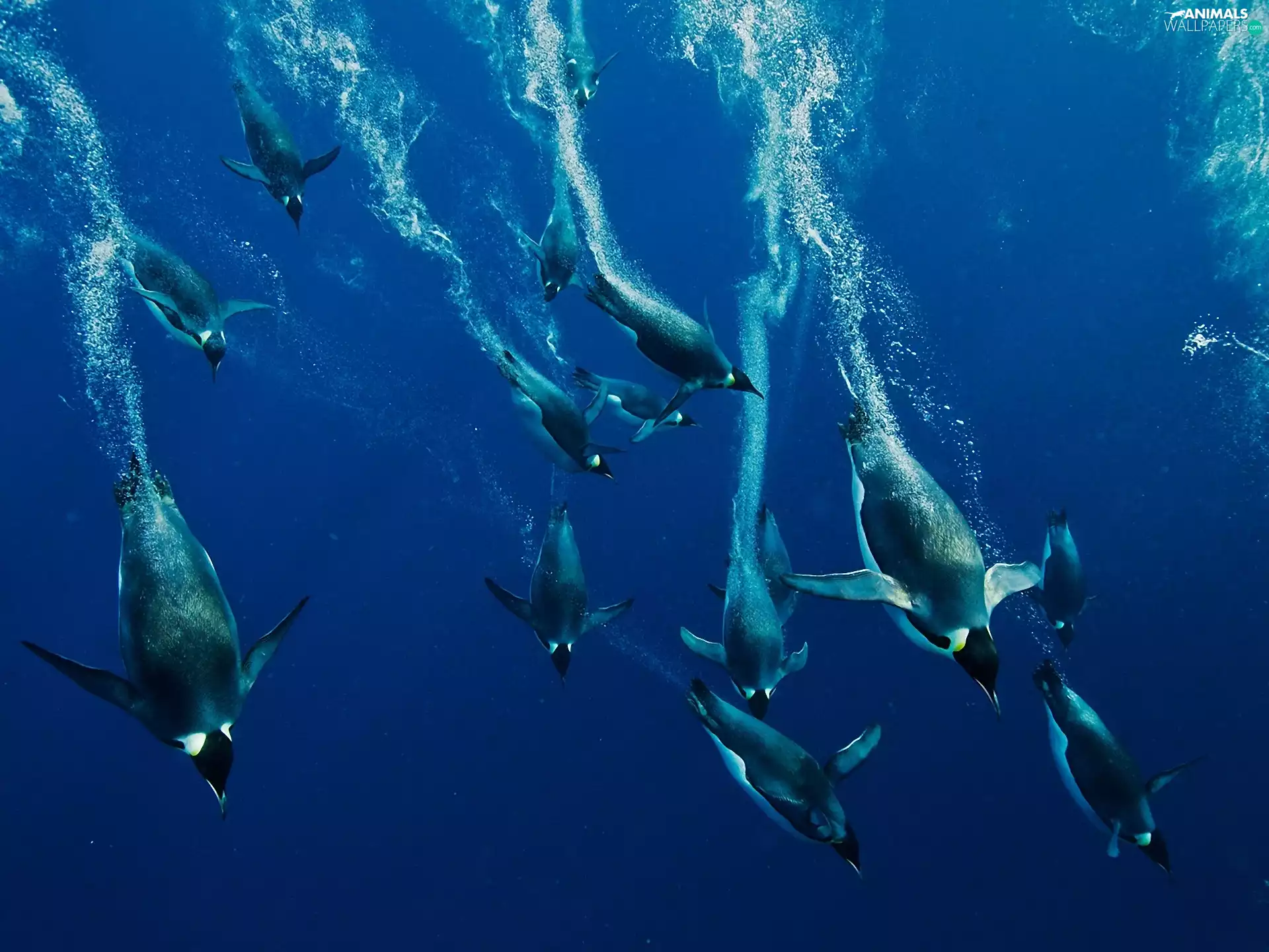 sea, diving, penguin