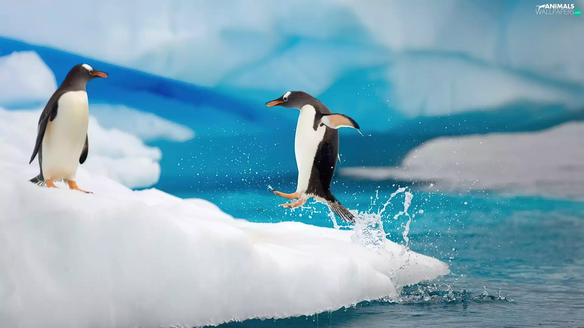sea, penguin, play