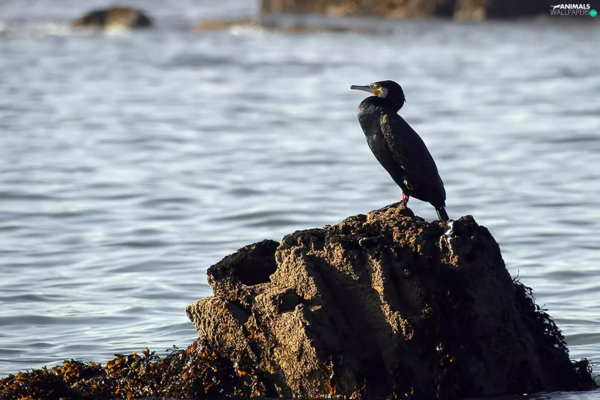 sea, cormorant, Rocks