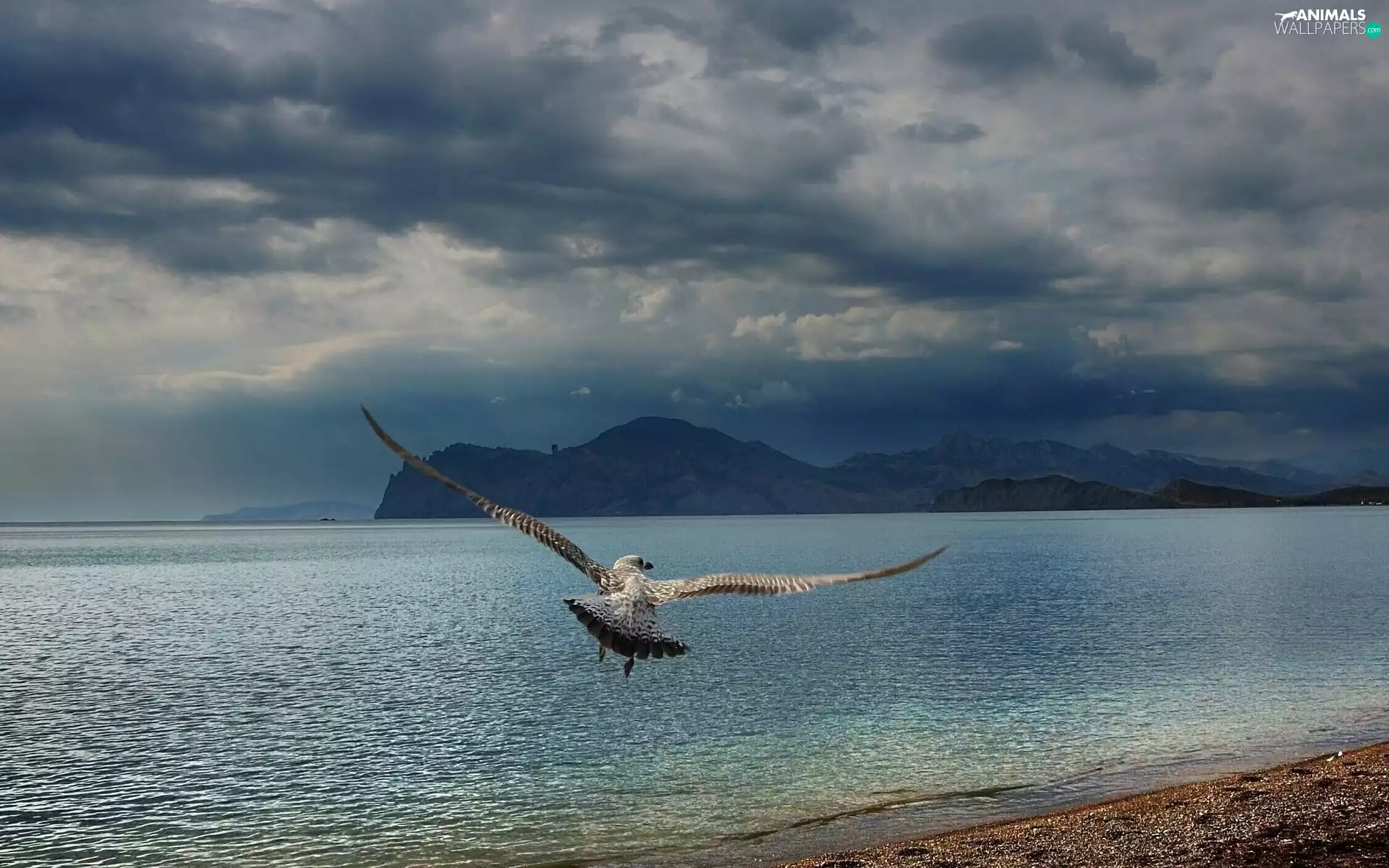 seagull, Clouds, Sky, sea