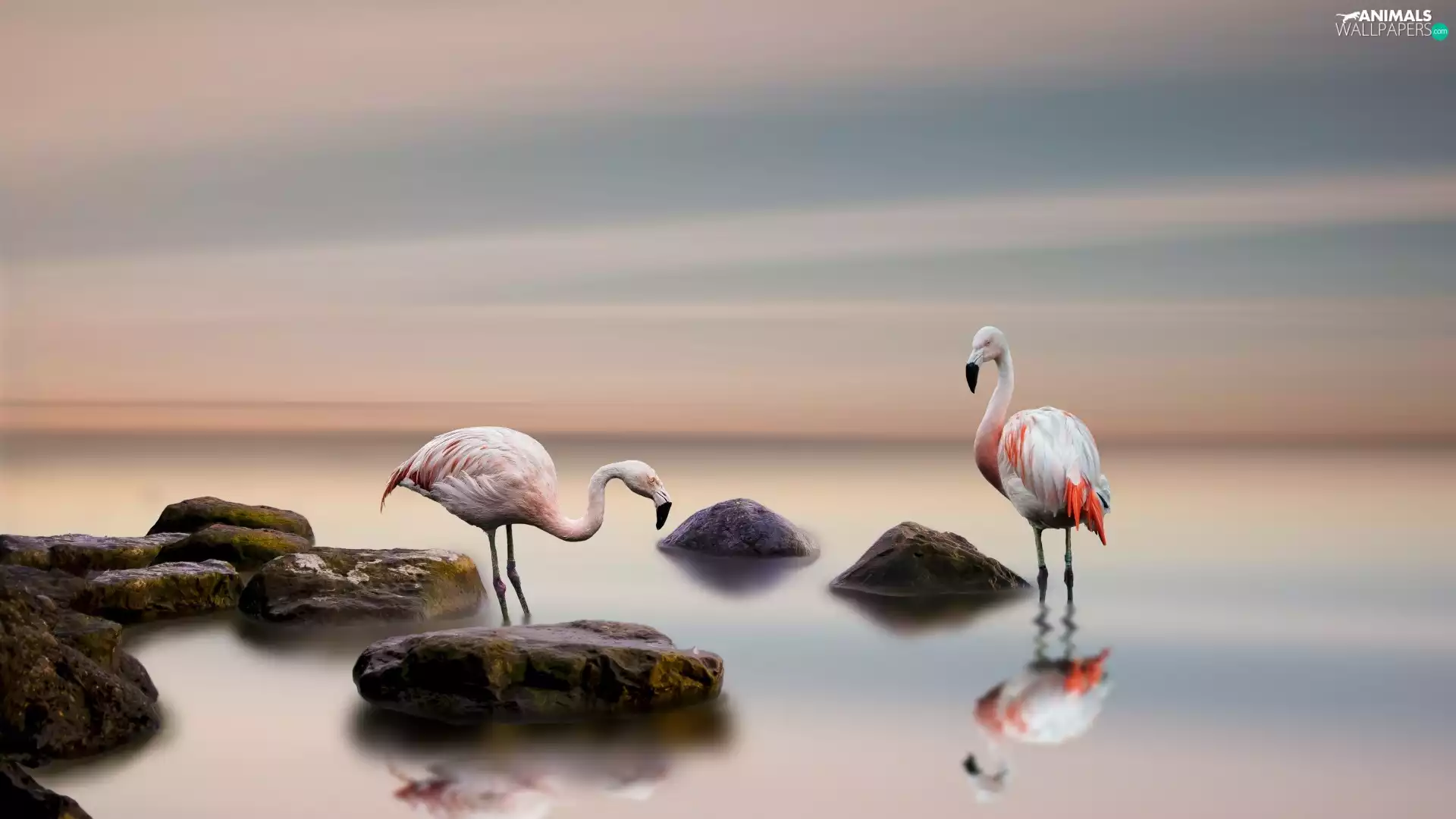 sea, flamingo, Stones