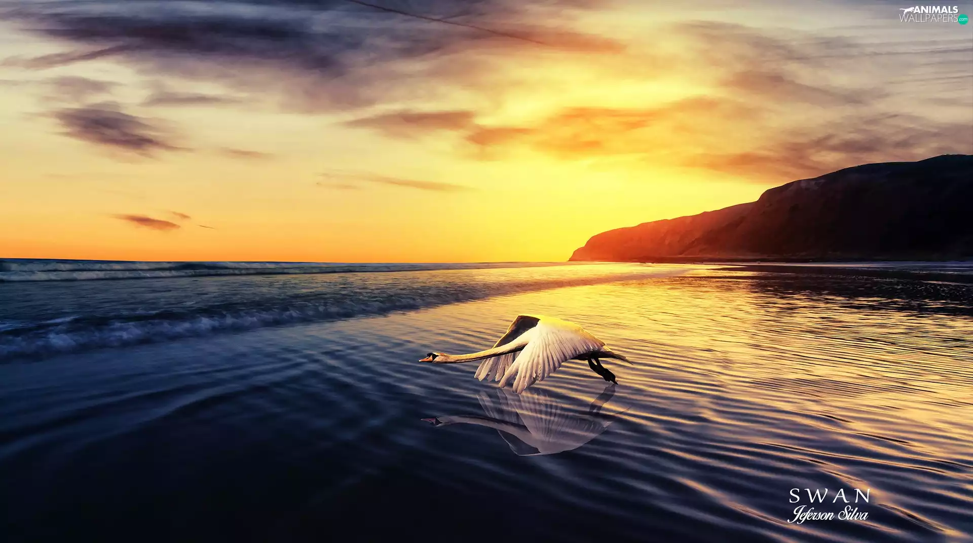 Swans, Great Sunsets, sea