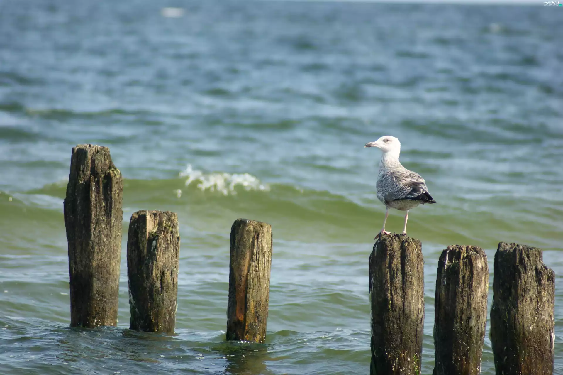 The Baltic, seagull, sea