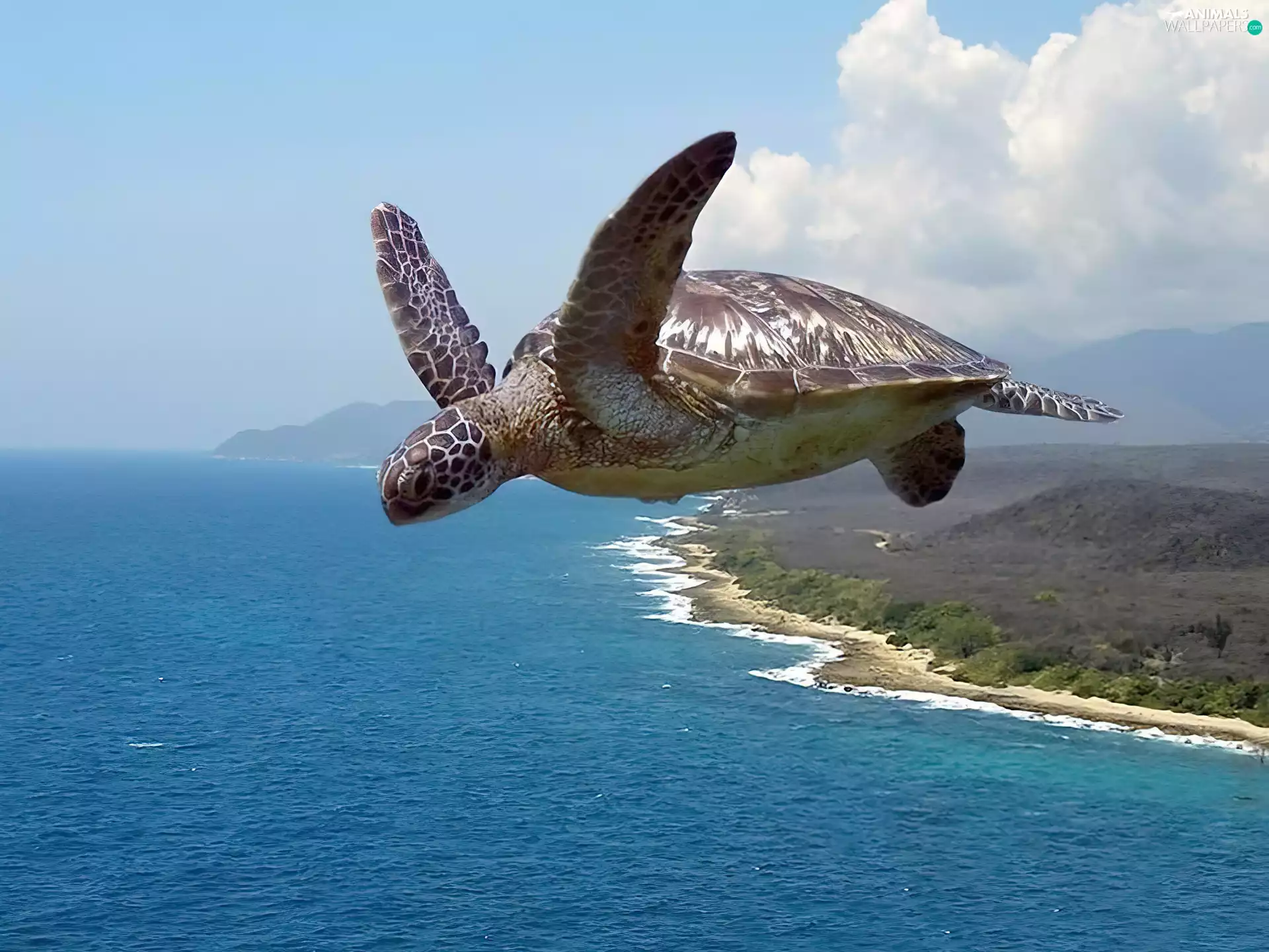 sea, flying, turtle