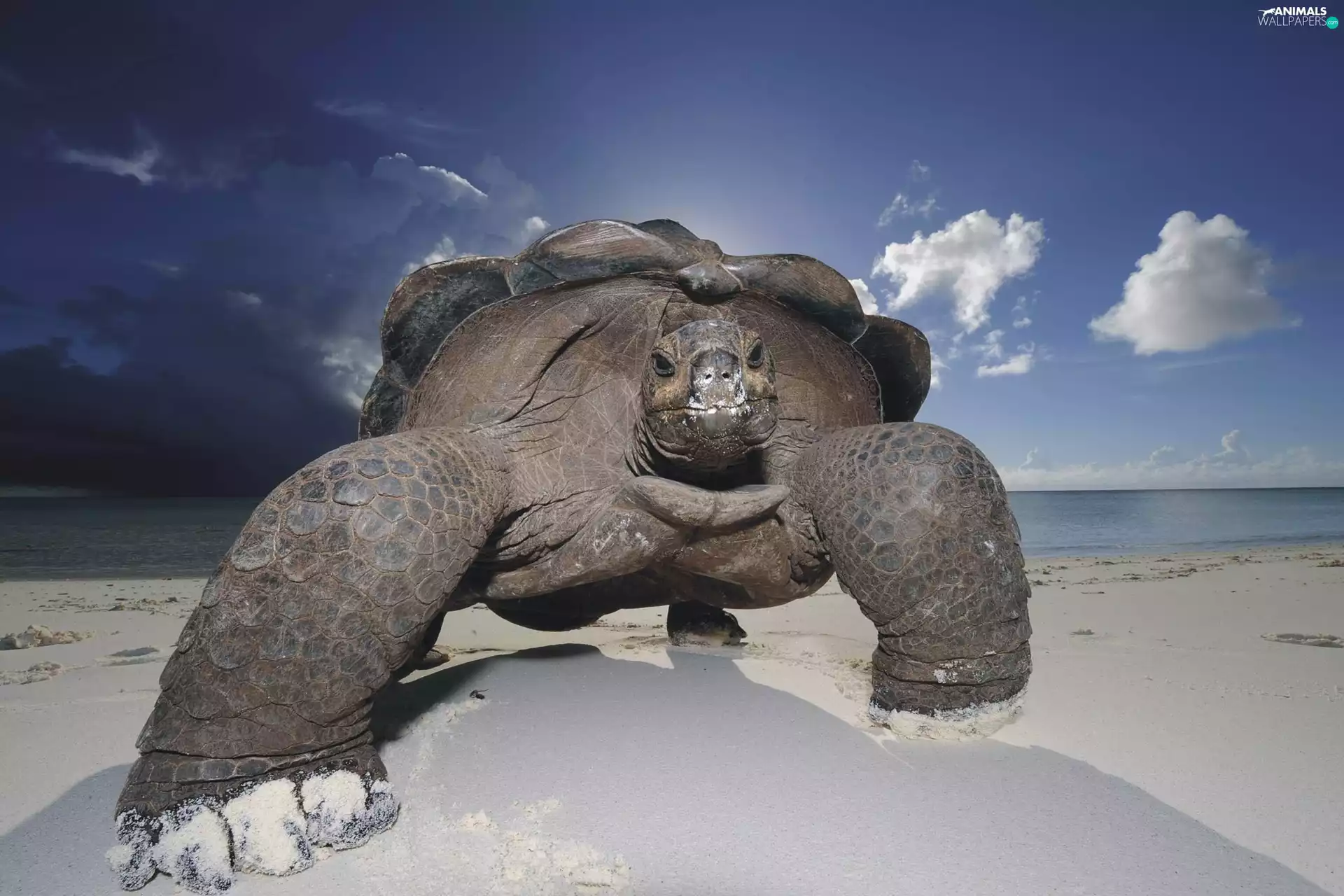 sea, large, turtle