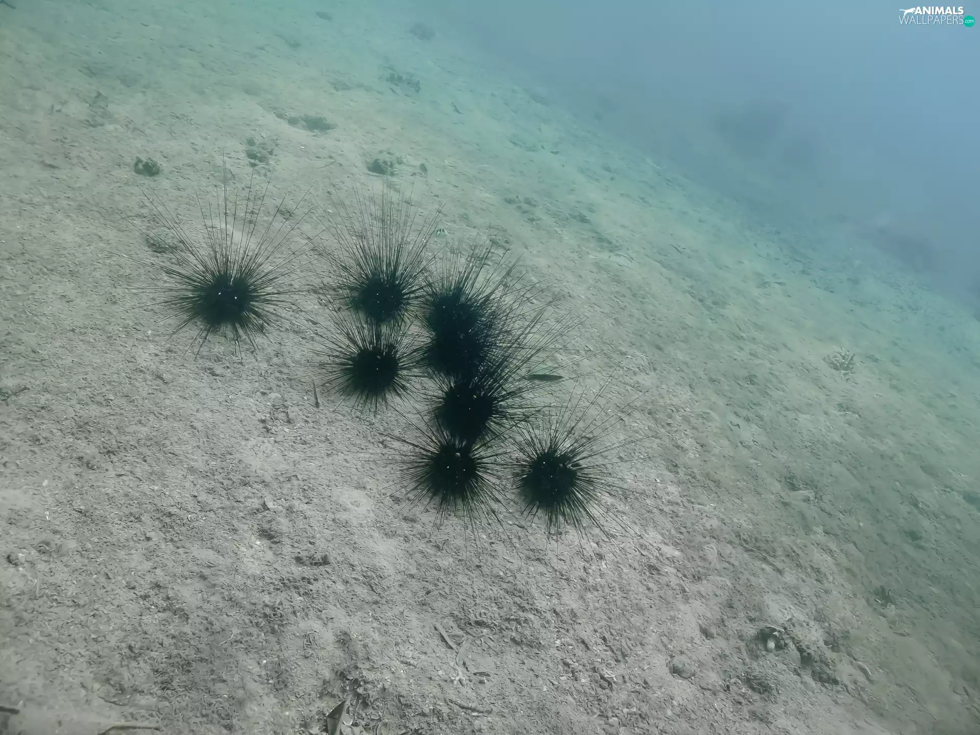 Sea urchins