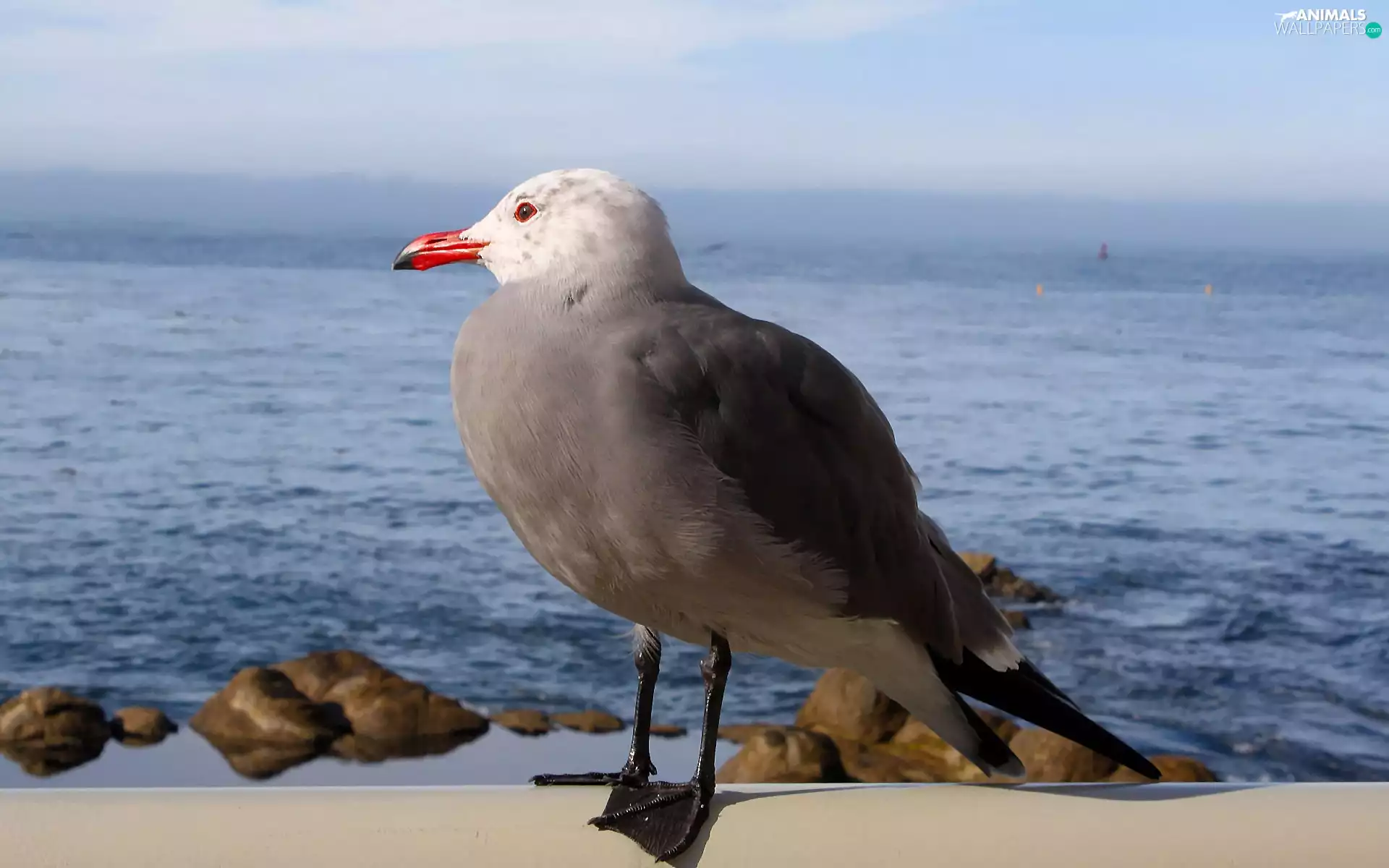 seagull