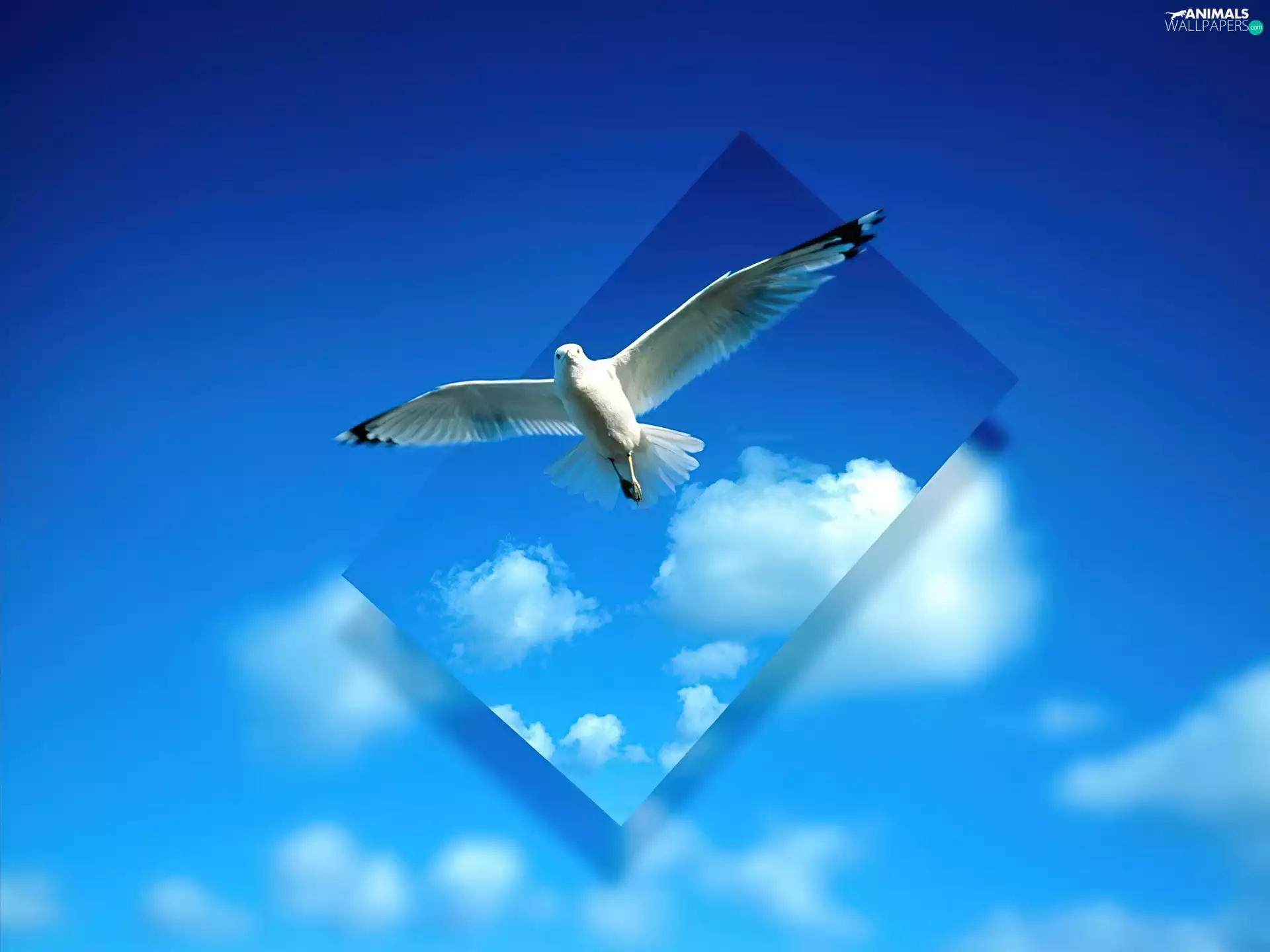 seagull, 3D