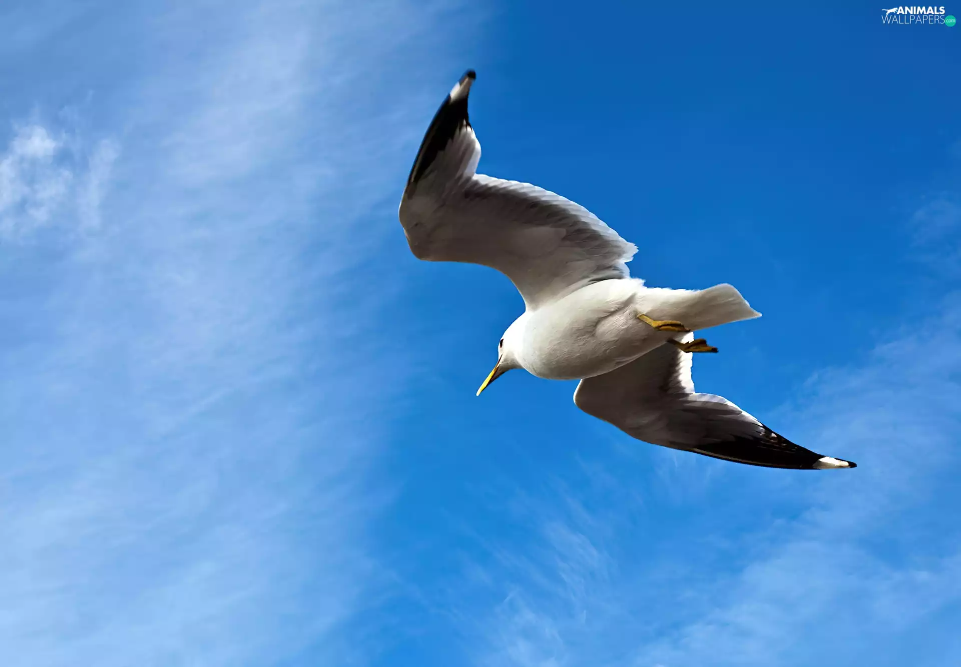 seagull
