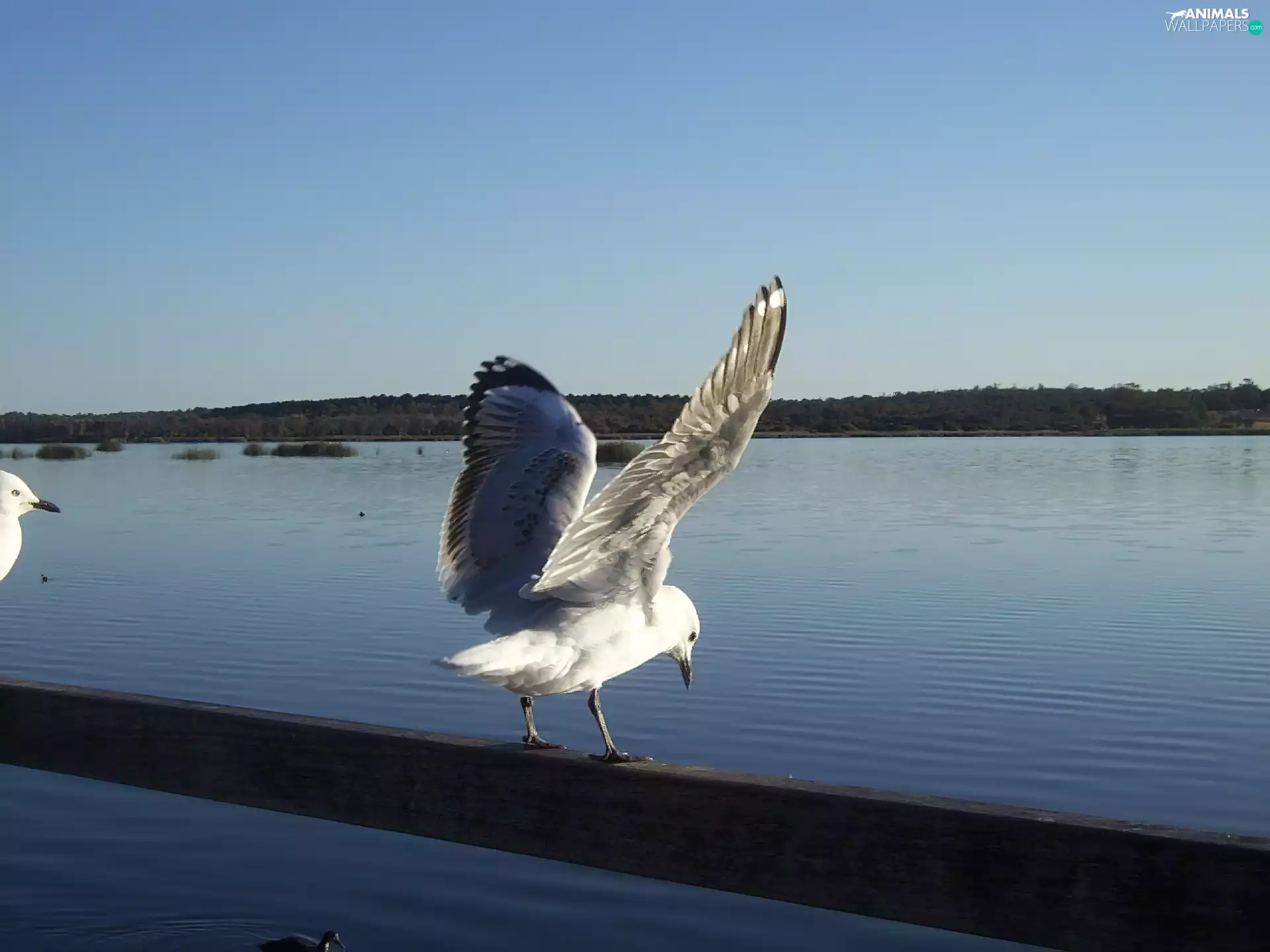 seagull, crash barrier